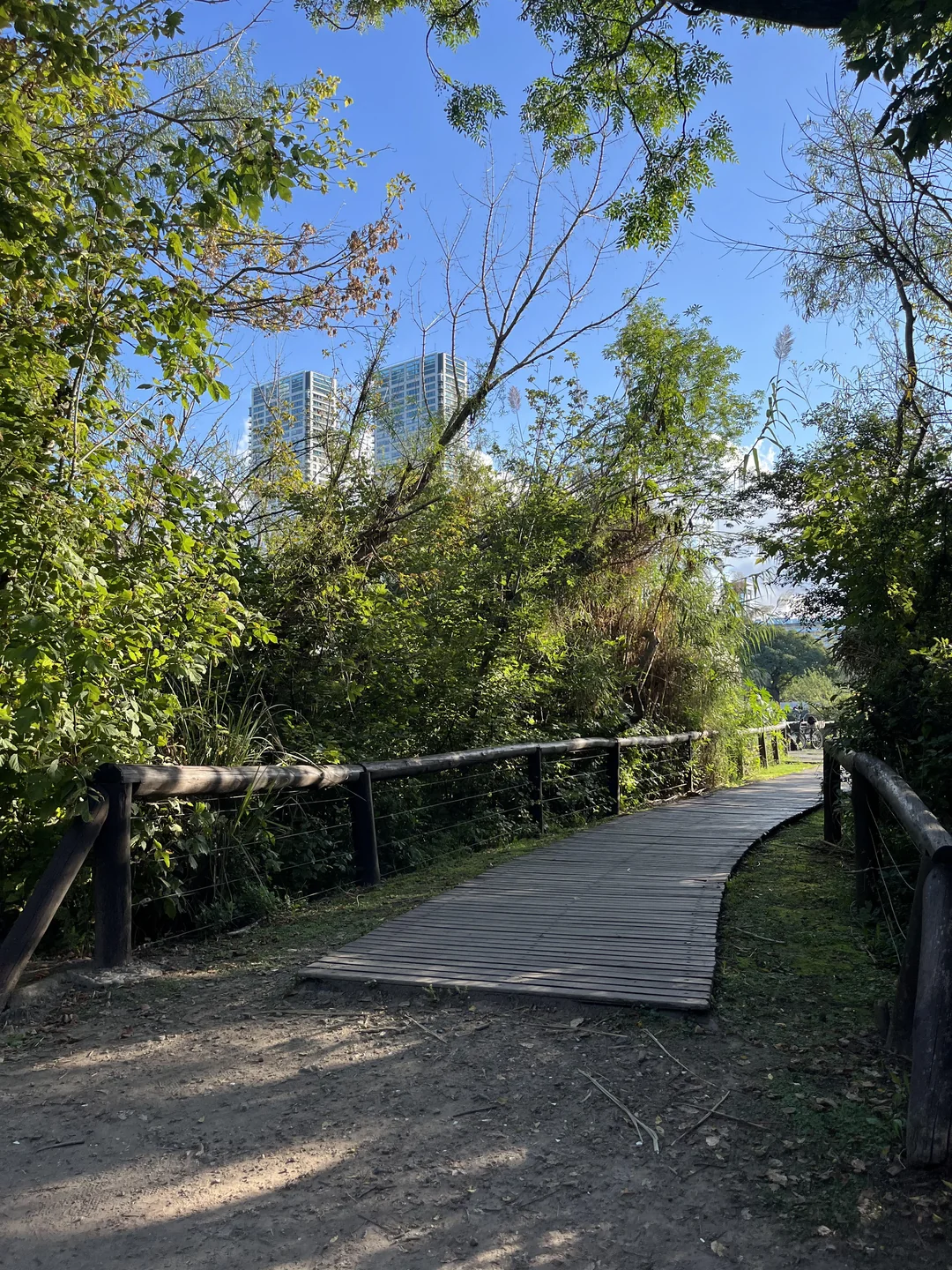 A wooden path with railings winds through lush green trees and bushes, leading toward distant tall buildings under a blue sky. Sunlight filters through the foliage.