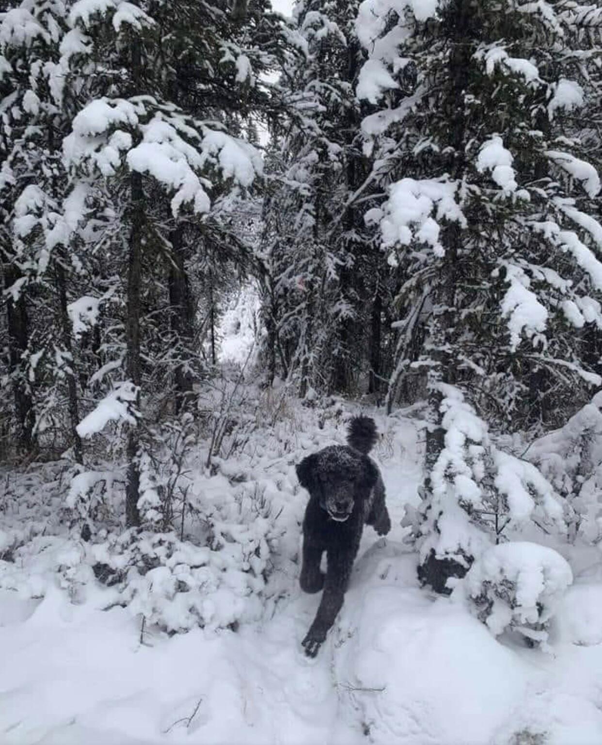 A black dog runs joyfully along a narrow snowy path surrounded by snow-covered trees in a winter forest.