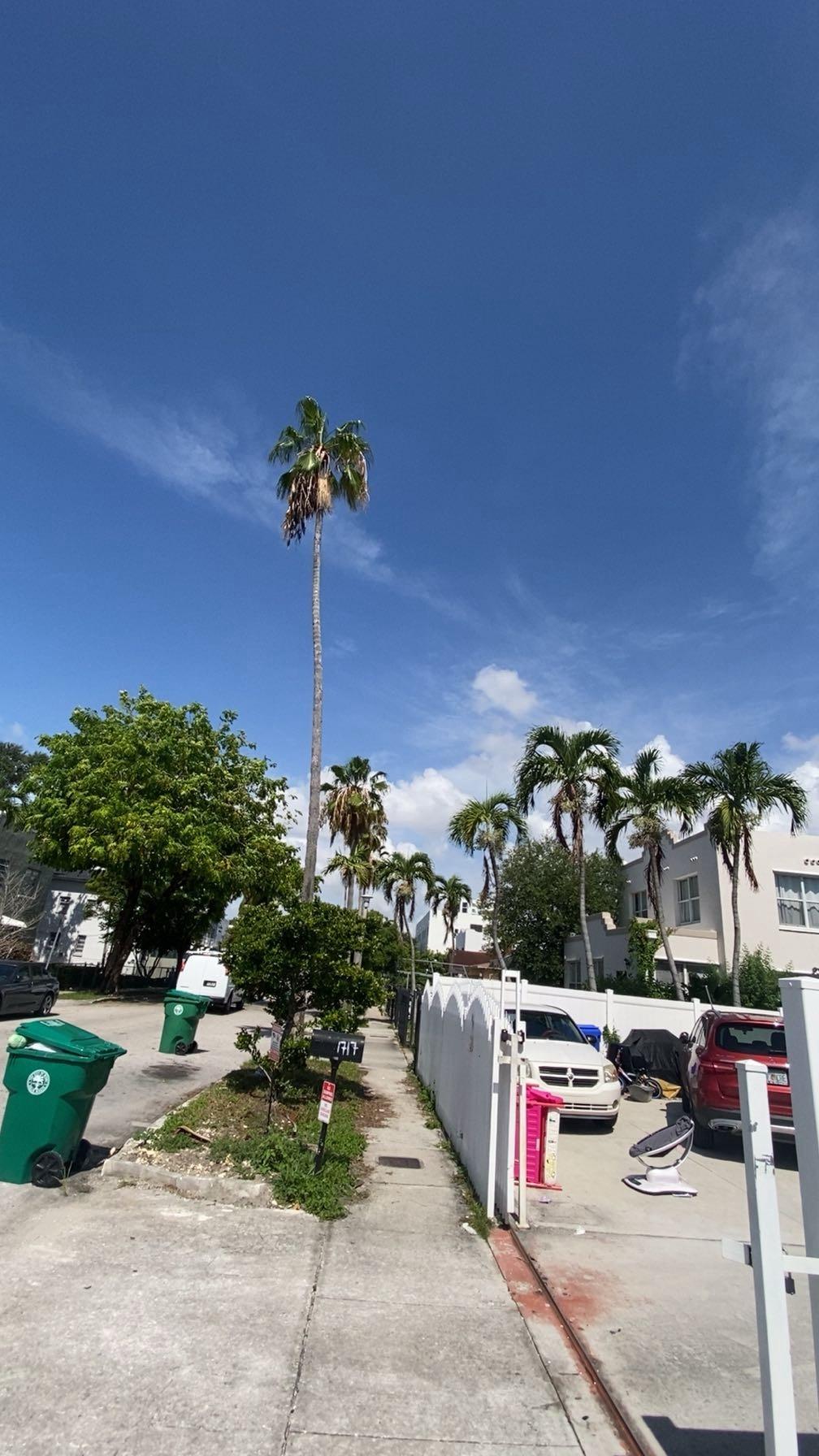 A sunny street scene with palm trees lining the sidewalk, green trash bins on the left, and parked cars on the right next to white houses and a white fence under a clear blue sky.