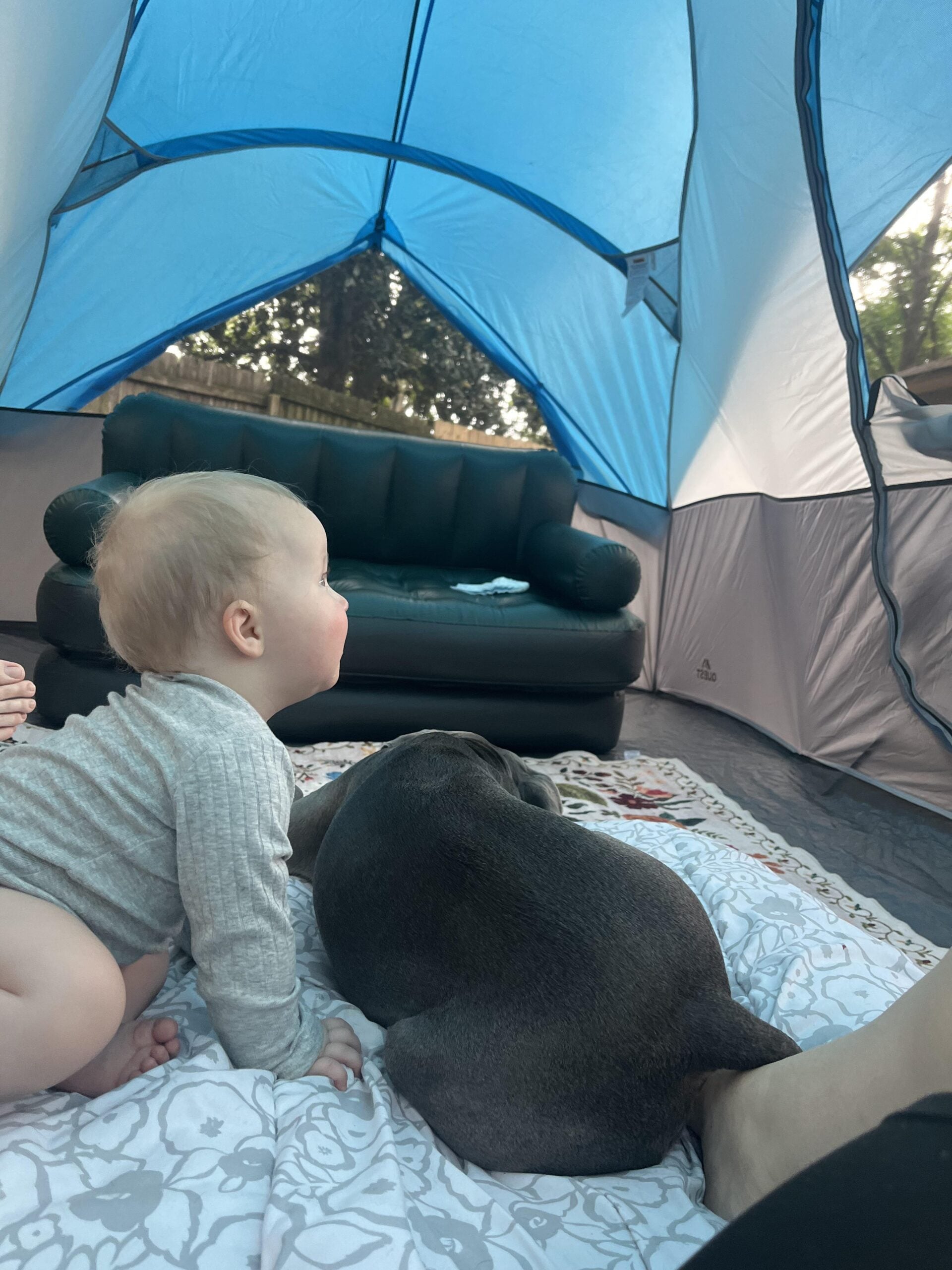 A baby and a dog lie on a patterned blanket inside a tent with a blue roof. A green couch is visible in the background, and trees can be seen through the tent windows.