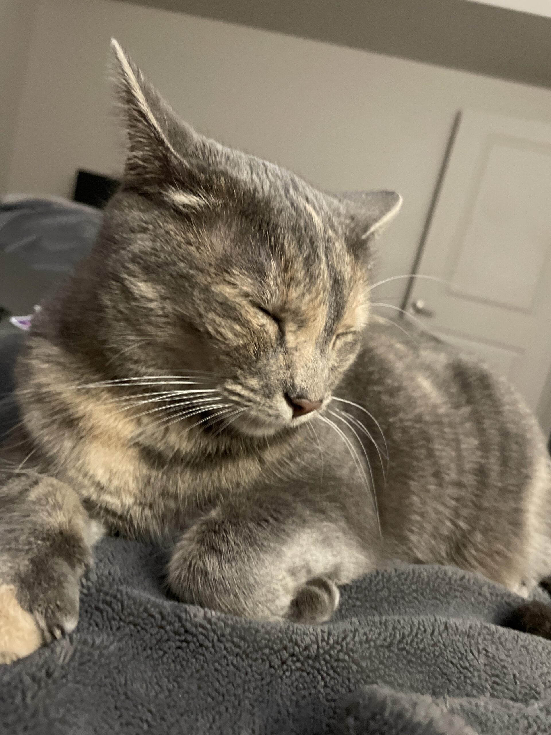 A gray and tan cat with closed eyes is lying on a soft, dark blanket, appearing relaxed and content. The background shows a door and part of a room with neutral colors.
