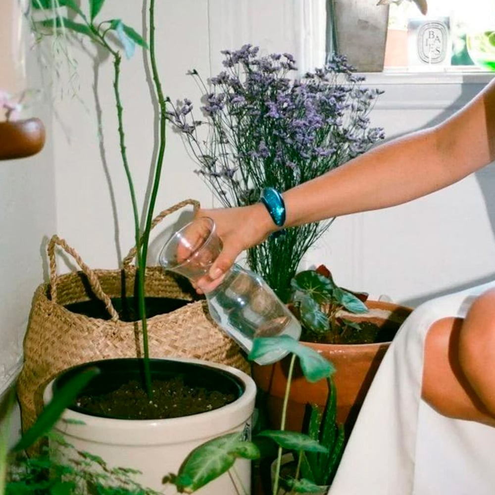 A person wearing a blue bracelet waters potted plants indoors, surrounded by a woven basket, green leaves, and a bouquet of purple flowers near a sunlit window.