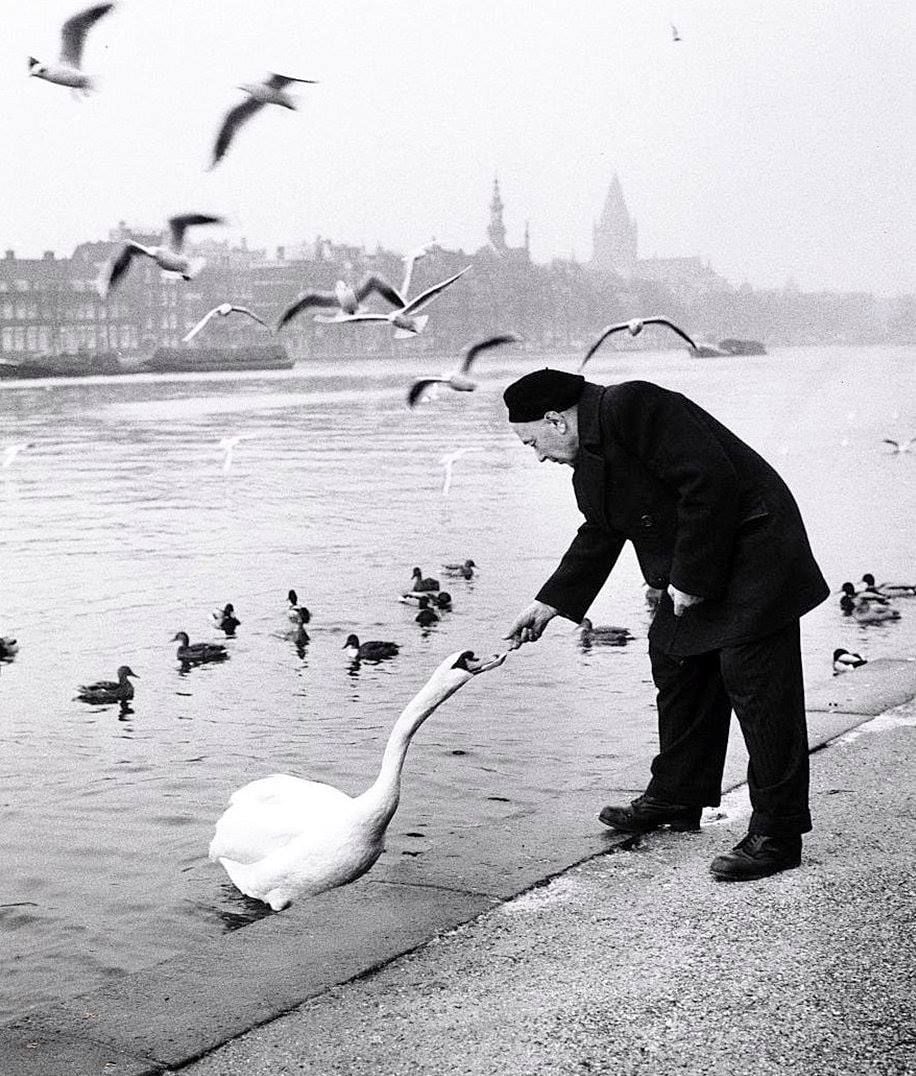 An elderly man in a coat and hat leans down to feed a swan by a riverside. Ducks swim in the water and seagulls fly overhead, with a city skyline and cloudy sky in the background.