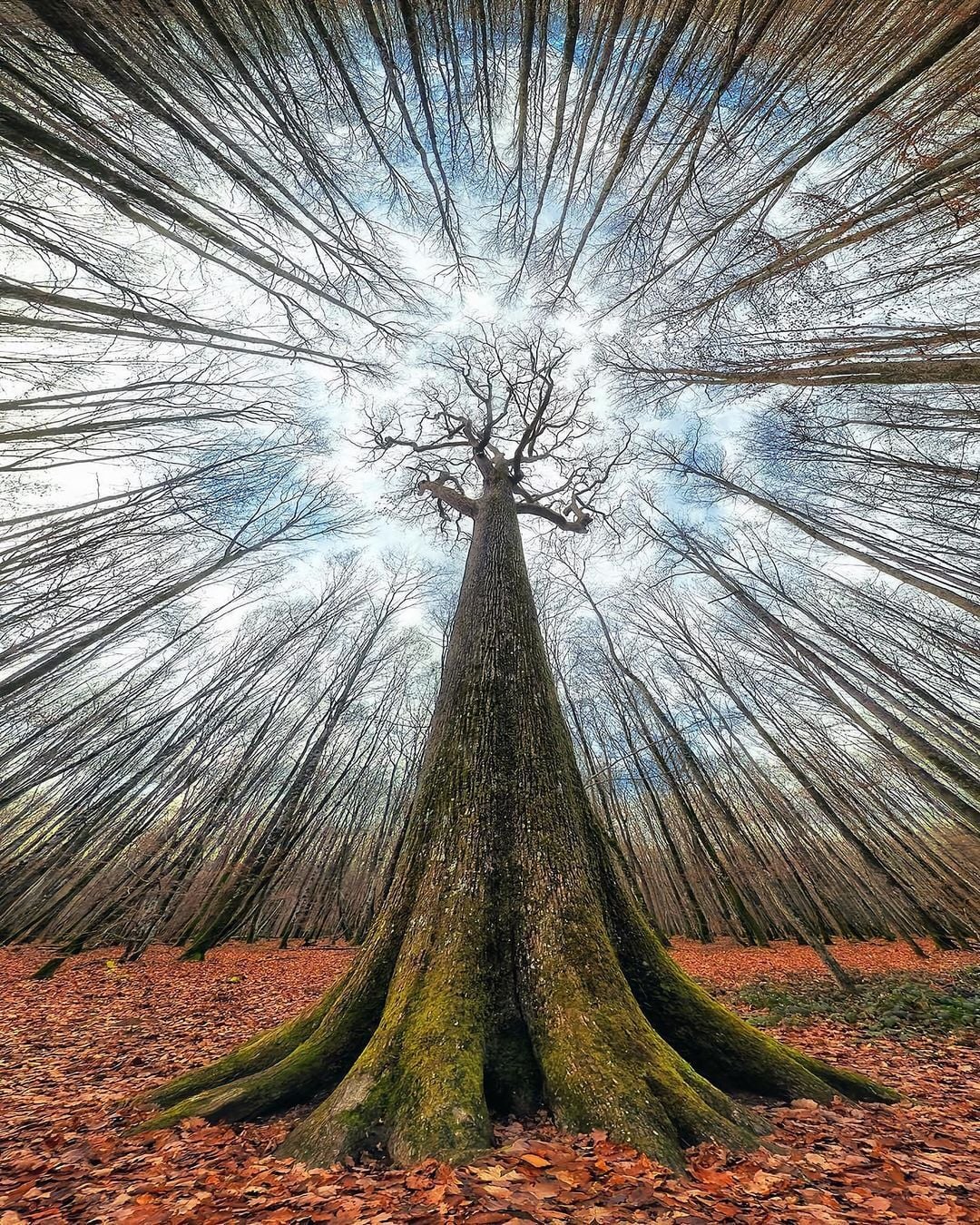 A tall, leafless tree stands at the center of a forest with its trunk covered in moss. The photo is taken with a fisheye lens, making the surrounding trees curve inward dramatically toward the sky. Fallen leaves cover the ground.