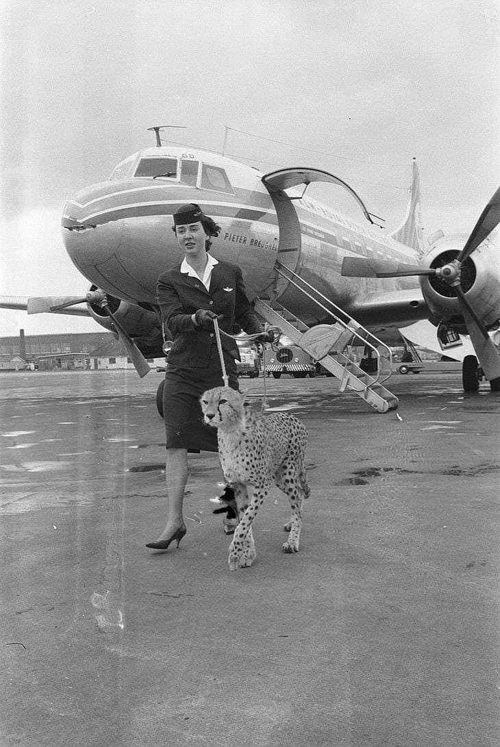 A flight attendant in uniform walks a cheetah on a leash across an airport tarmac, with a vintage passenger airplane and boarding stairs in the background.