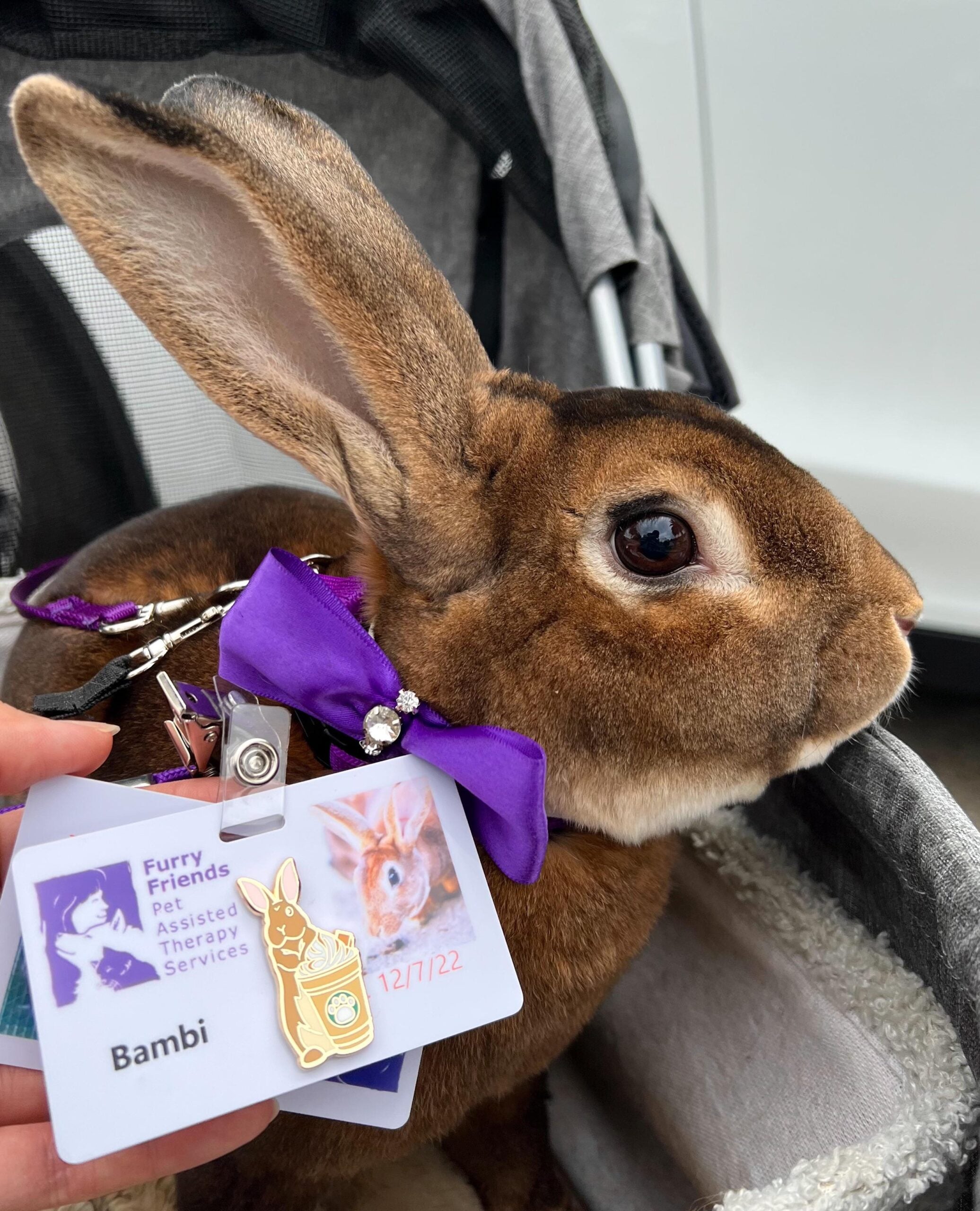 A brown rabbit with a velvet-like coat and a purple bow sits in a stroller. A hand displays the rabbit’s ID badge, showing its photo, the name “Bambi,” and the “Furry Friend Pet Assisted Therapy Services” logo.