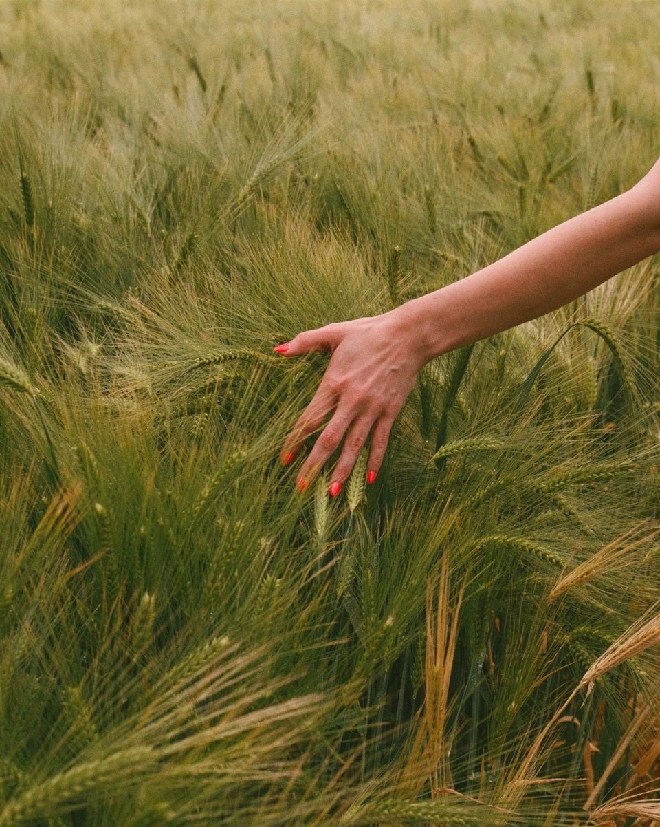 A hand with red nail polish gently touches tall, green wheat stalks in a field, suggesting a peaceful and sensory connection with nature.