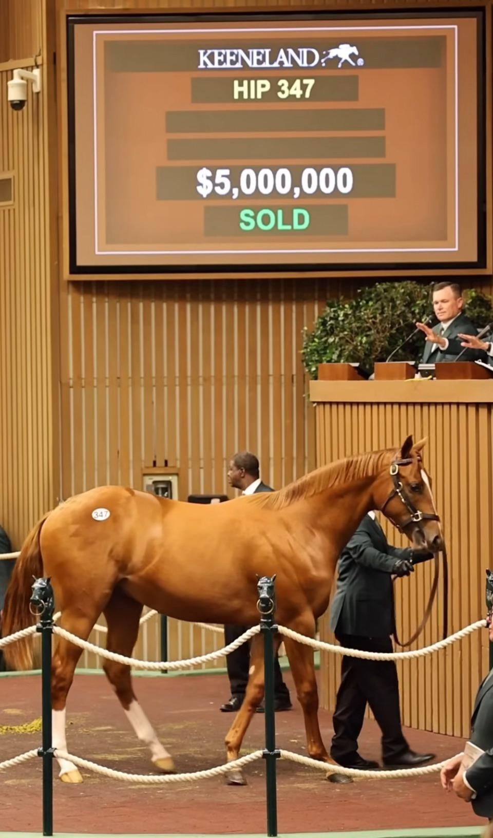 A chestnut horse is led by a handler in an auction ring at Keeneland. A screen above displays "HIP 347," “$5,000,000 SOLD,” while an auctioneer gestures at the podium.