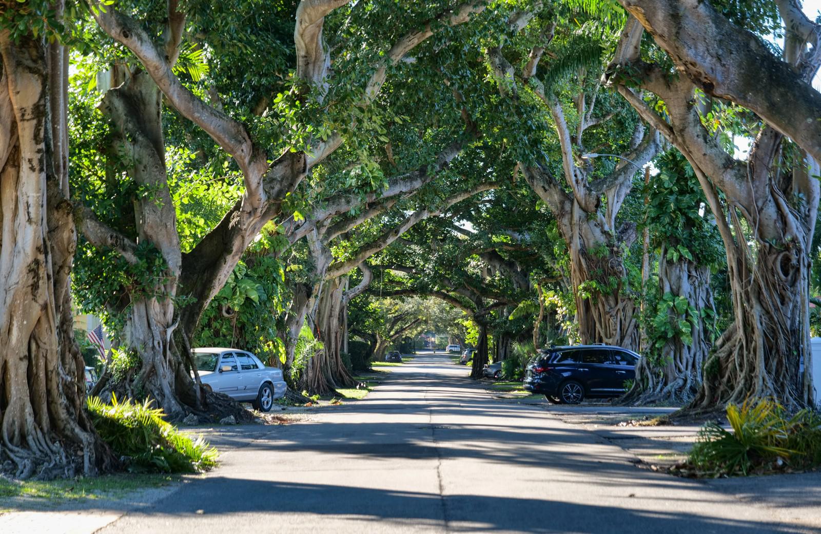 A quiet residential street lined with large, twisting trees whose branches form a shady canopy over the road. Cars are parked along both sides, and sunlight filters through the dense green leaves.