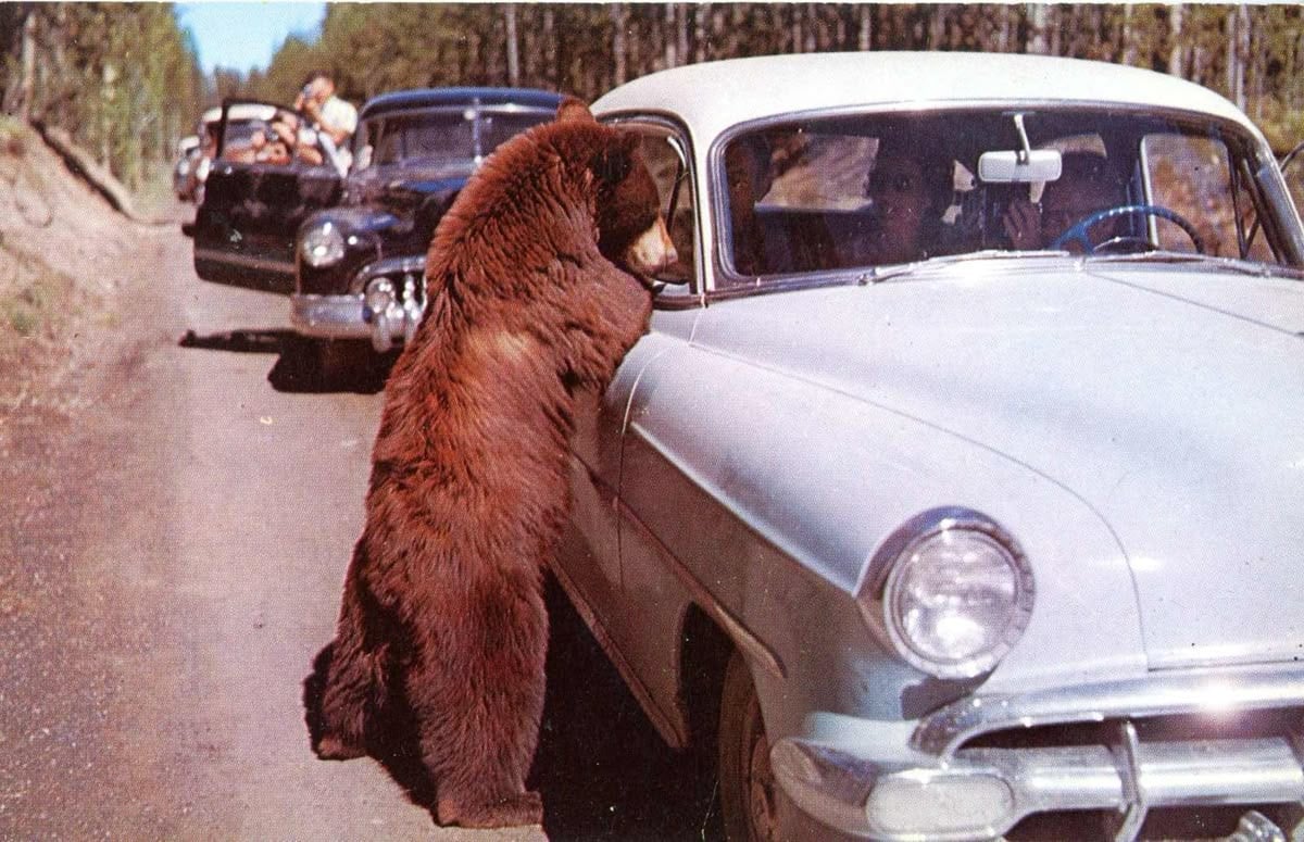 A large brown bear stands on its hind legs, leaning into the open window of a white vintage car parked on a forest road, while people in nearby cars watch.