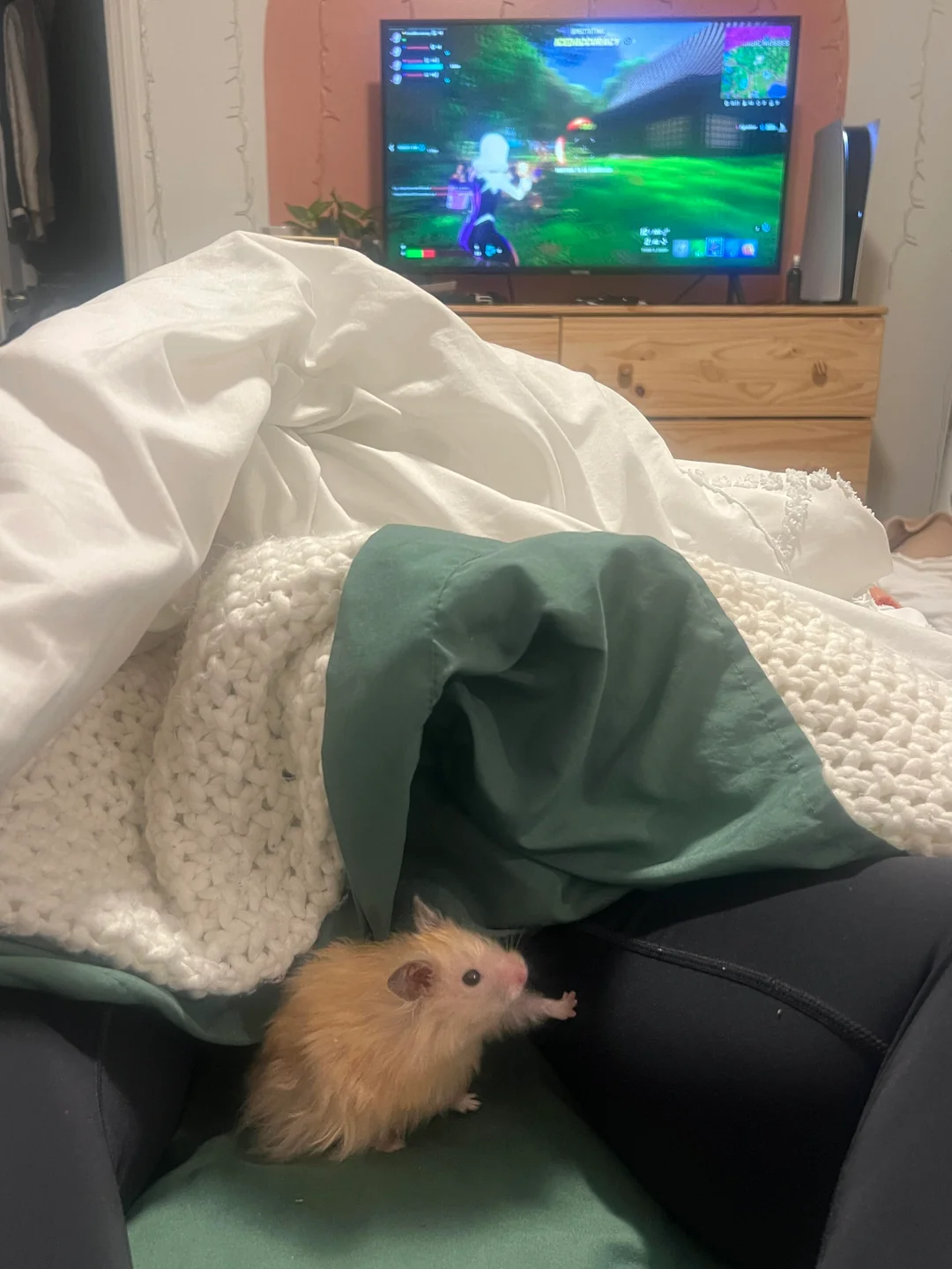 A fluffy light brown hamster sits on a person's lap under a green and white blanket, while a TV in the background displays a colorful video game.