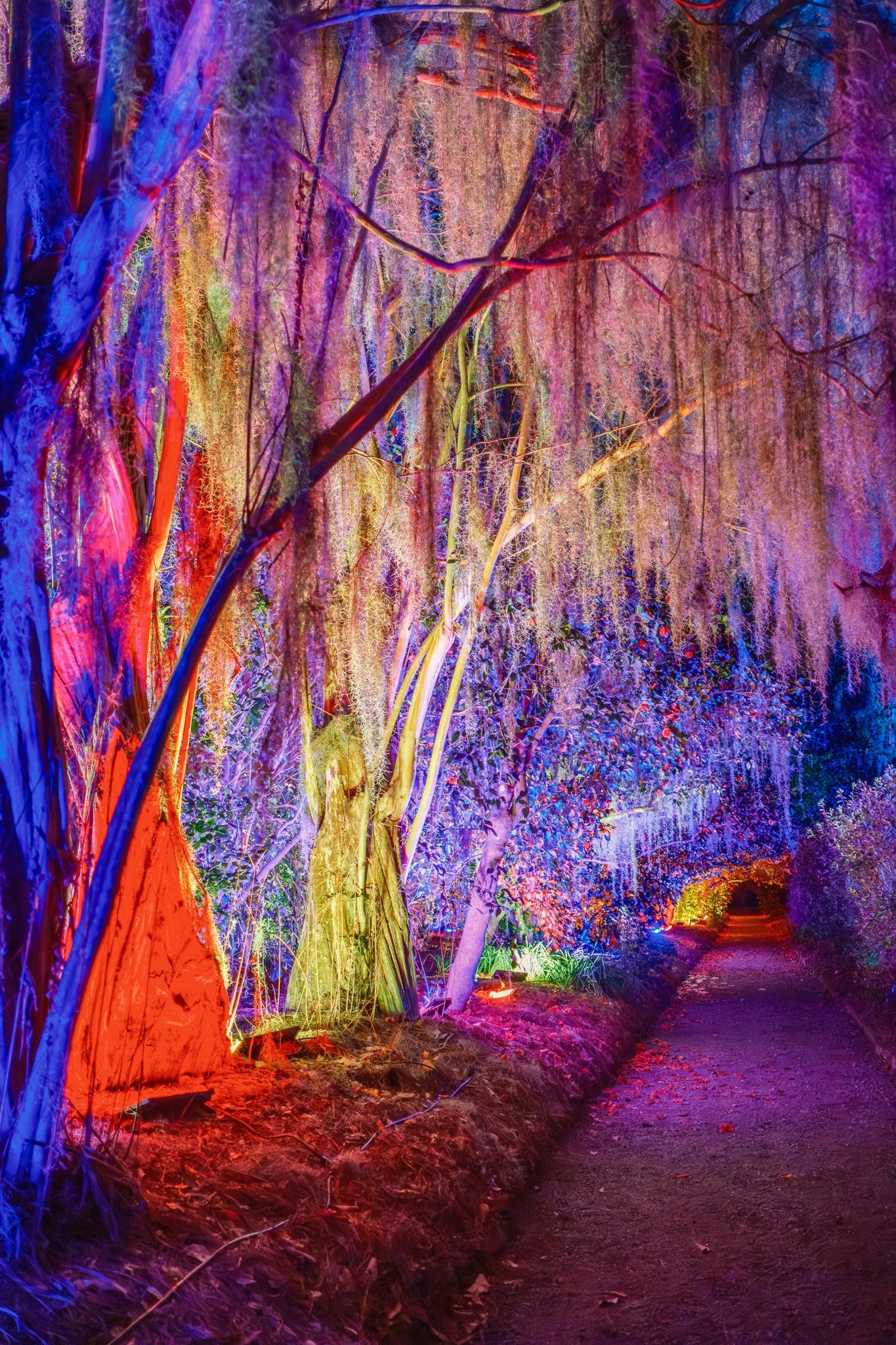 A forest path is illuminated at night with vibrant colored lights in shades of purple, blue, red, and orange, casting a magical glow on hanging moss and surrounding trees.