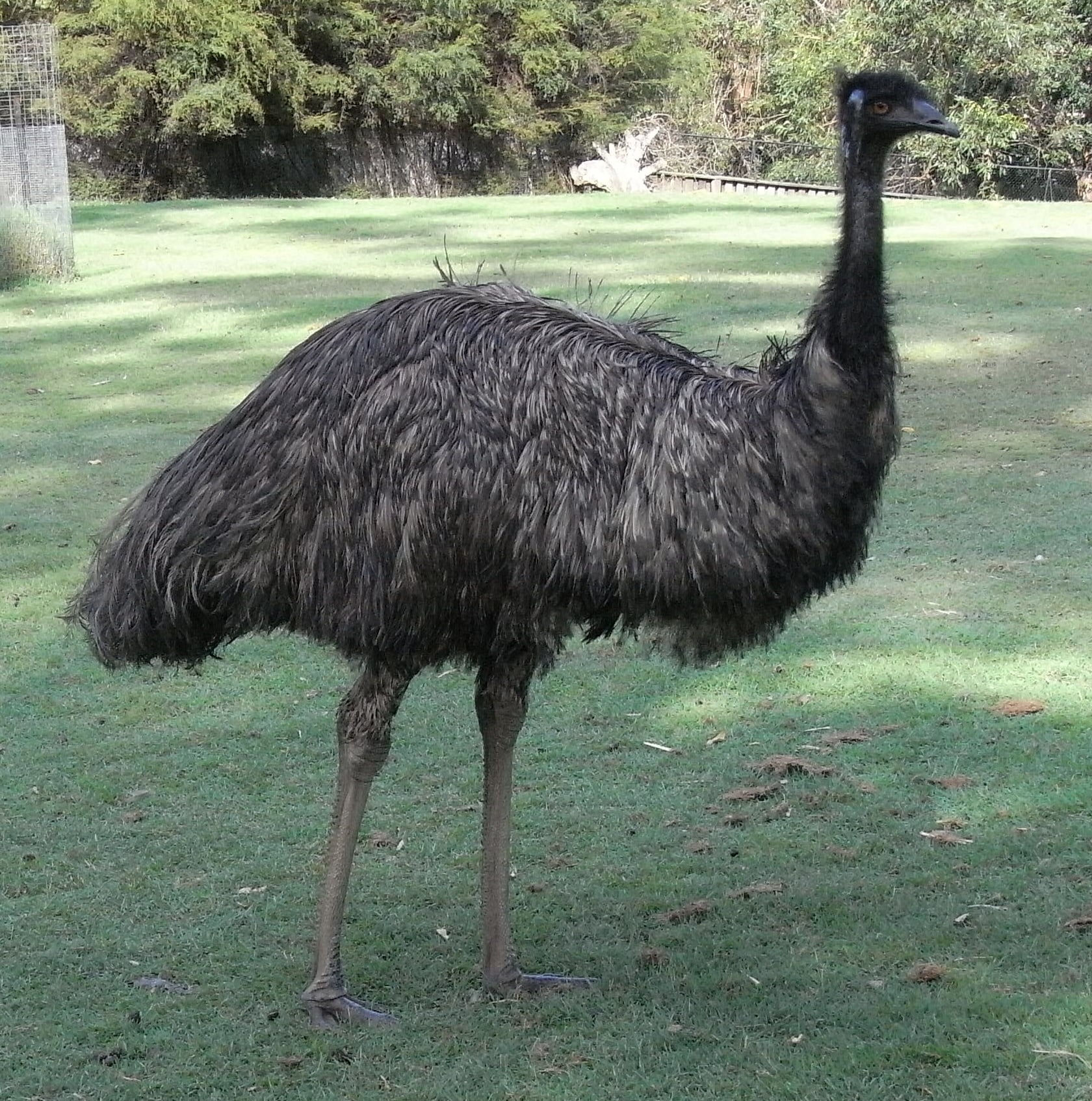 A large emu with shaggy brown feathers stands on green grass with trees and a wire fence in the background.