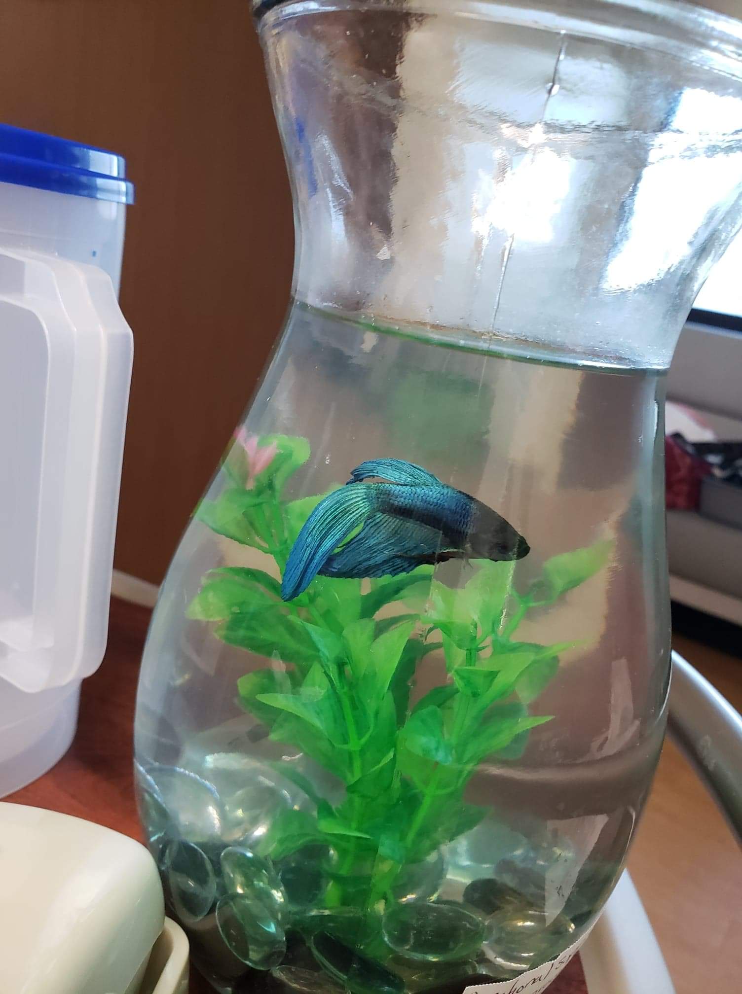 A blue-green betta fish swims in a clear glass vase with green plastic plants and dark pebbles at the bottom. The vase sits on a table next to a white container and a beige object.