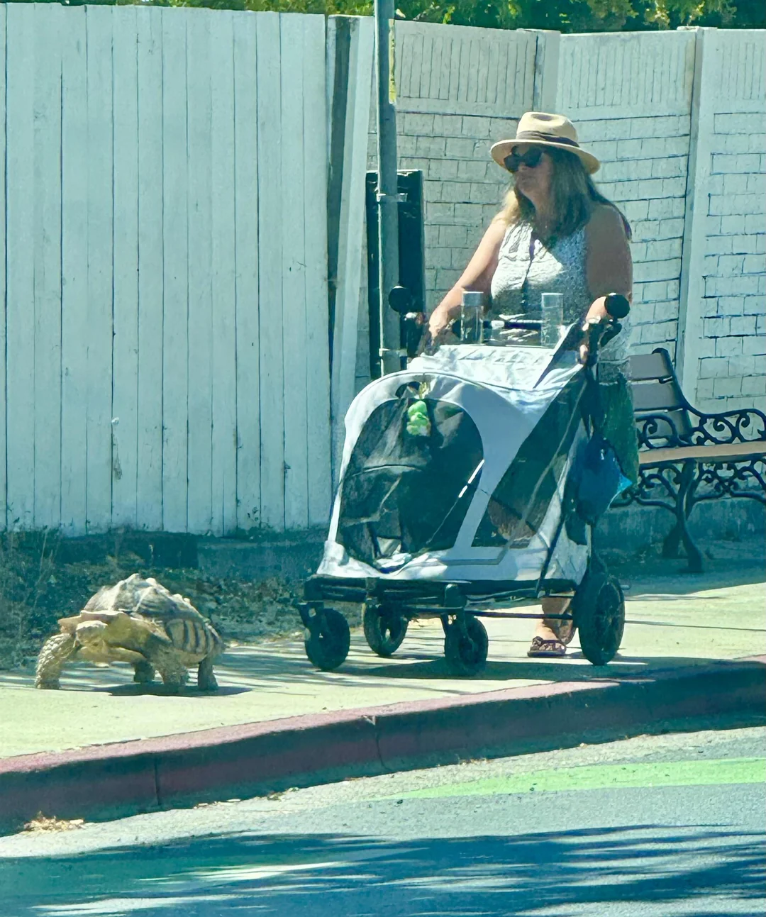 A woman in a sunhat walks a large tortoise on a sidewalk, pushing a stroller with a dog inside. There is a white fence and a bench in the background.