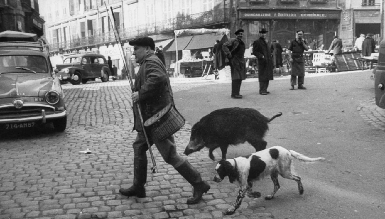 A man walks on cobblestone street leading a dog and a wild boar on leashes. Cars are parked nearby, and people stand and watch in the background near market stalls.