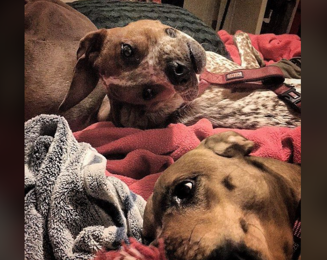 Two brown dogs with white and speckled markings lay on a pile of red blankets, looking relaxed and cozy. One dog has its head tilted, while the other lies next to it, partly resting on the blanket.