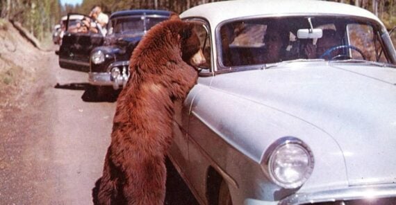 A large brown bear stands on its hind legs, leaning against a white car and peering through the open window while people inside watch. Other cars with onlookers are parked behind them on the roadside.