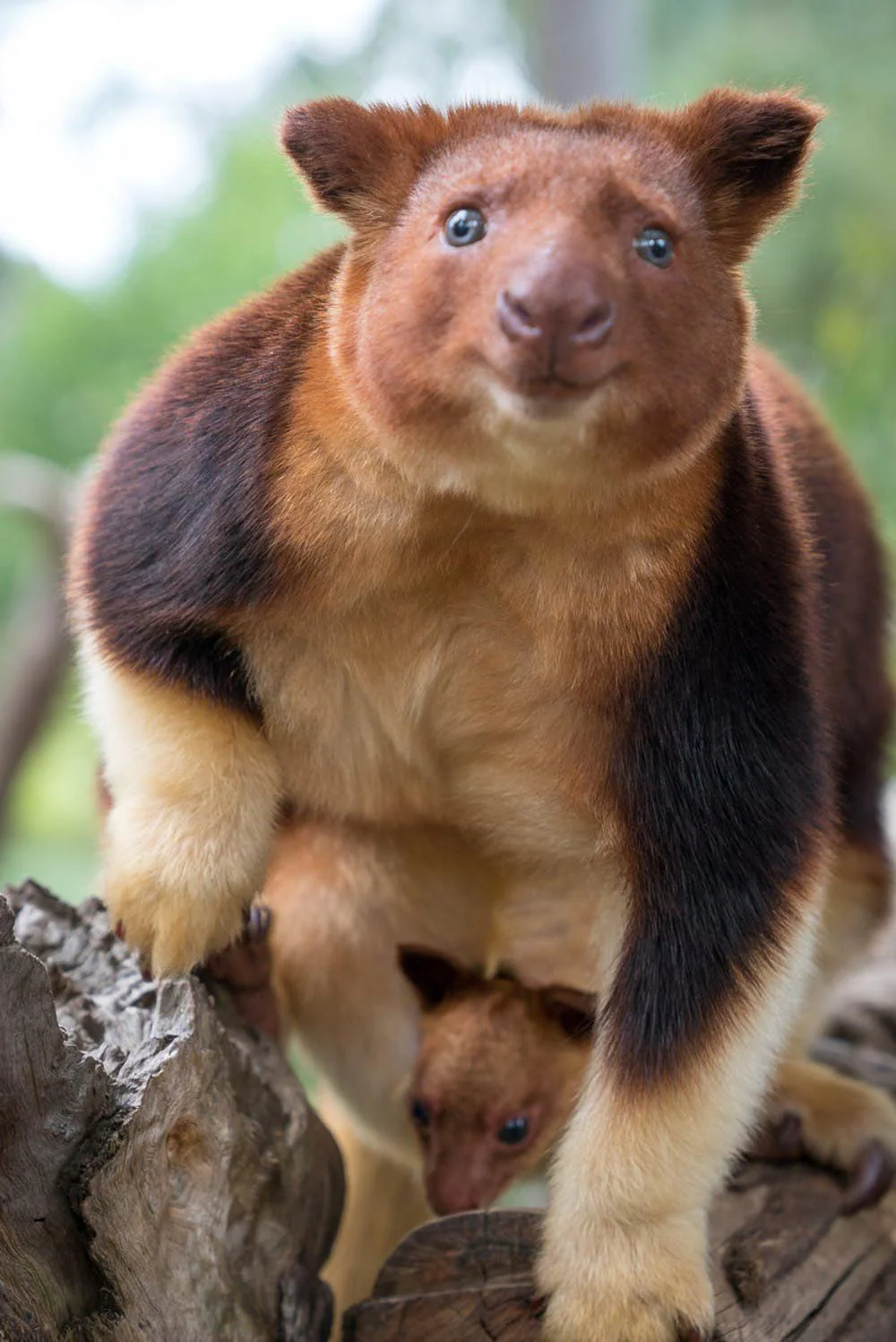 A Goodfellow’s tree kangaroo stands on a log, looking forward, with a joey peeking out from its pouch. Both have reddish-brown and cream fur, and the background is blurred greenery.