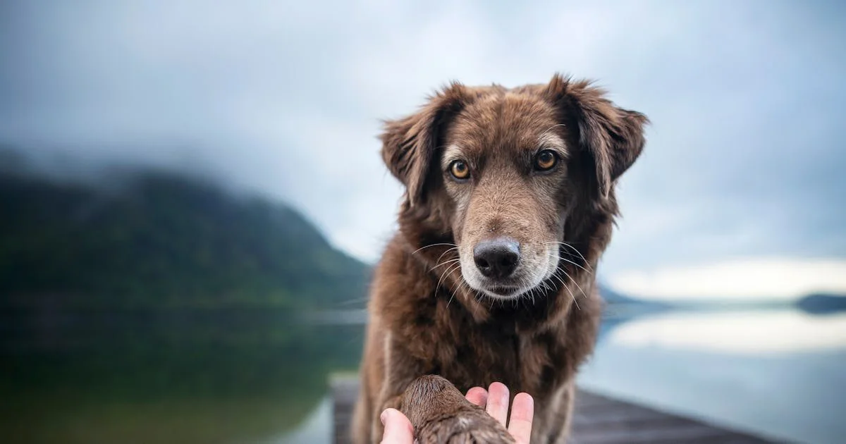 A brown dog with expressive eyes sits on a dock by a lake, gently placing its paw in a person's outstretched hand. Misty mountains and calm water are visible in the background.