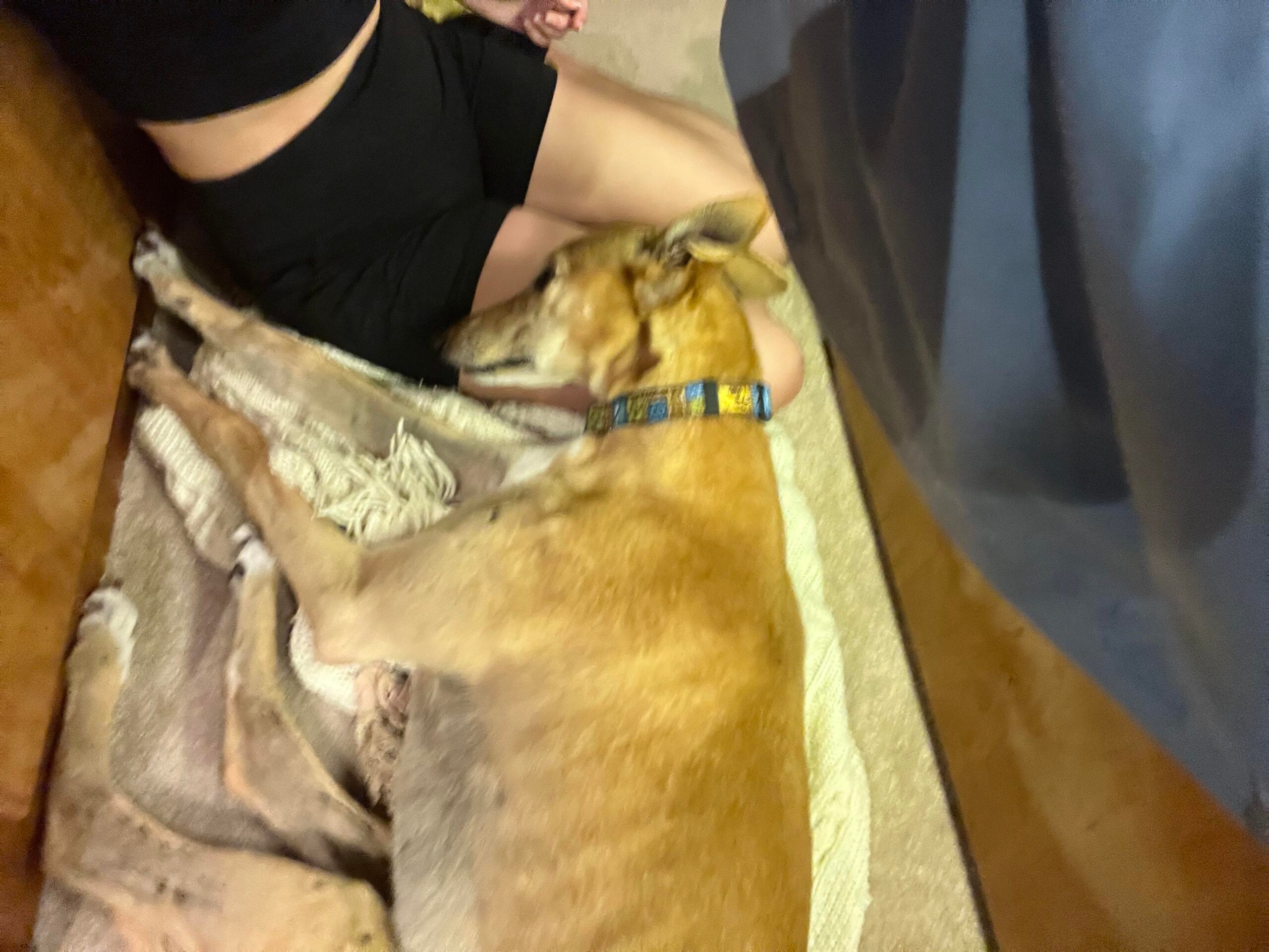 A tan greyhound wearing a blue collar is lying on a blanket, resting its head near a person sitting cross-legged on the floor. Only the person's legs and part of their torso are visible.