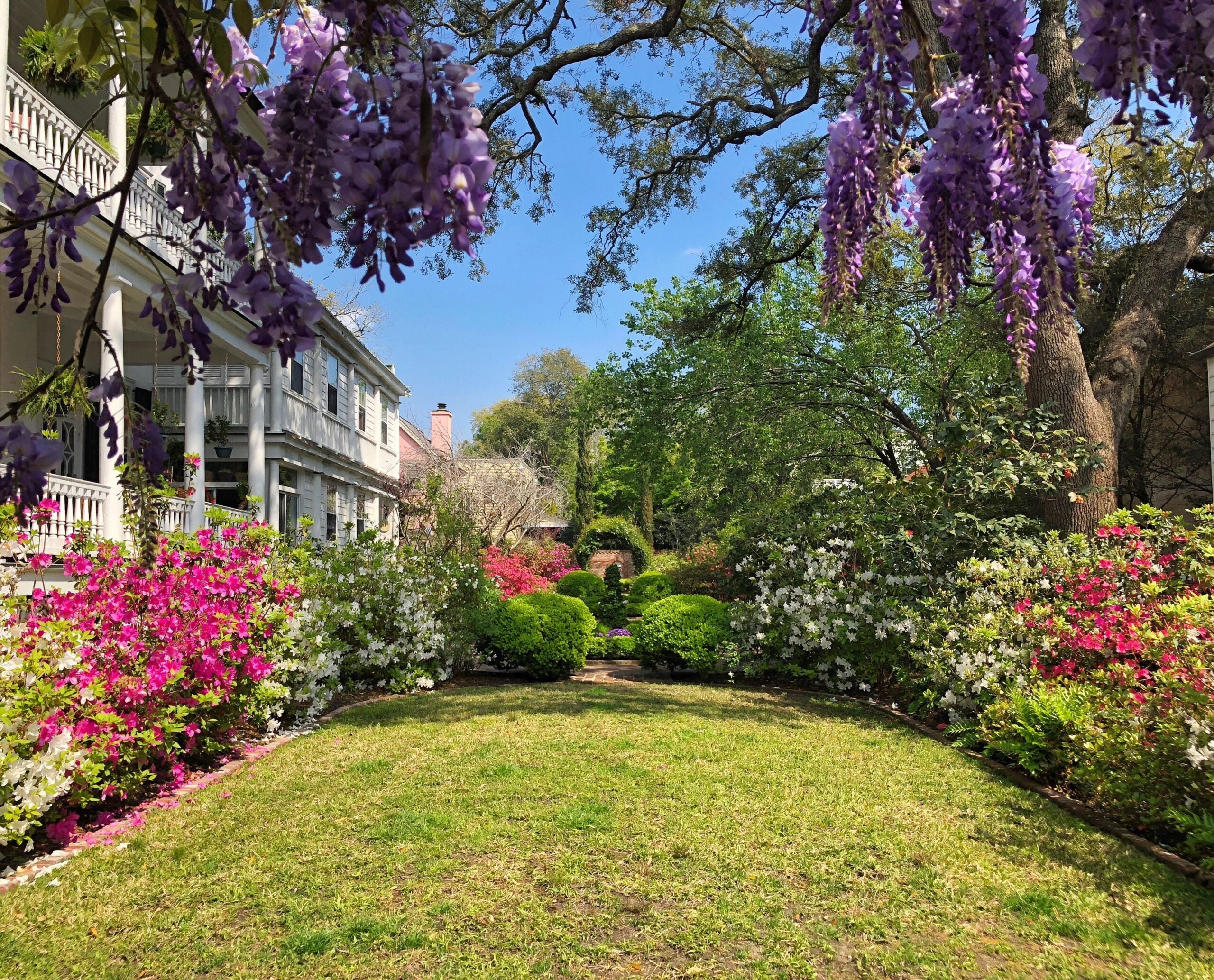 A lush garden with blooming azaleas and wisteria, bordered by a white-columned house on the left; green lawn leads to manicured bushes and a statue under tall trees, beneath a clear blue sky.