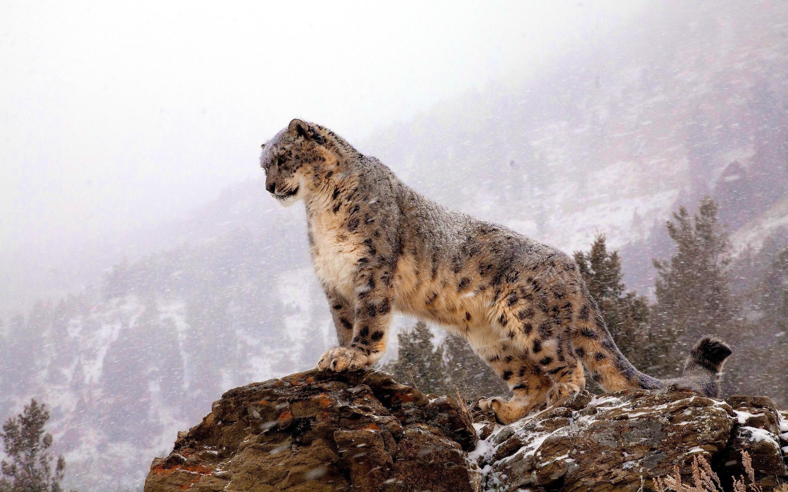 A snow leopard stands on a rocky outcrop, gazing into the distance. Snow falls gently around it, and trees and snow-covered mountains are visible in the misty background.