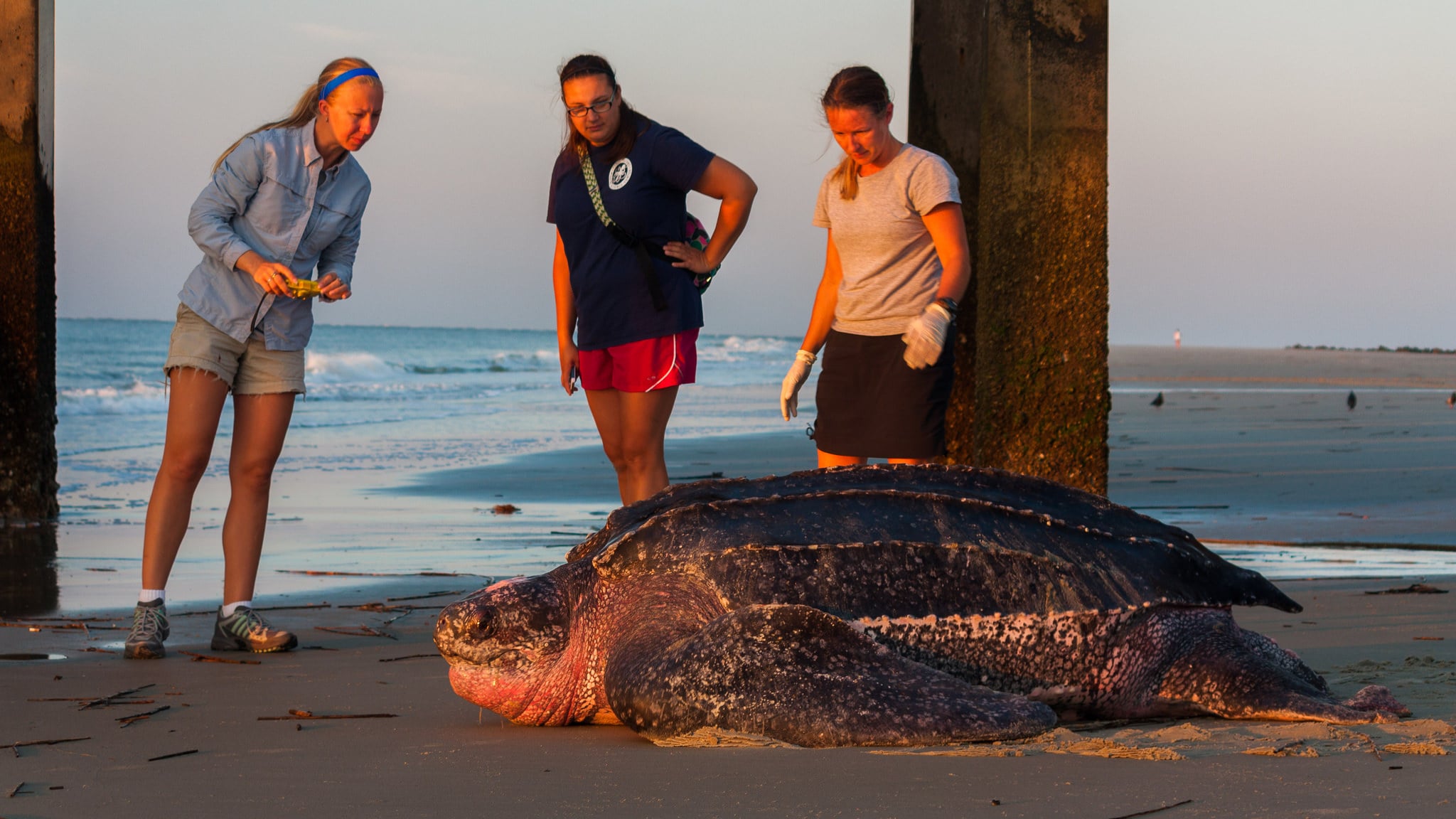 Three women observe and examine a large leatherback sea turtle on a sandy beach near a pier at sunset. The ocean and sky are visible in the background.