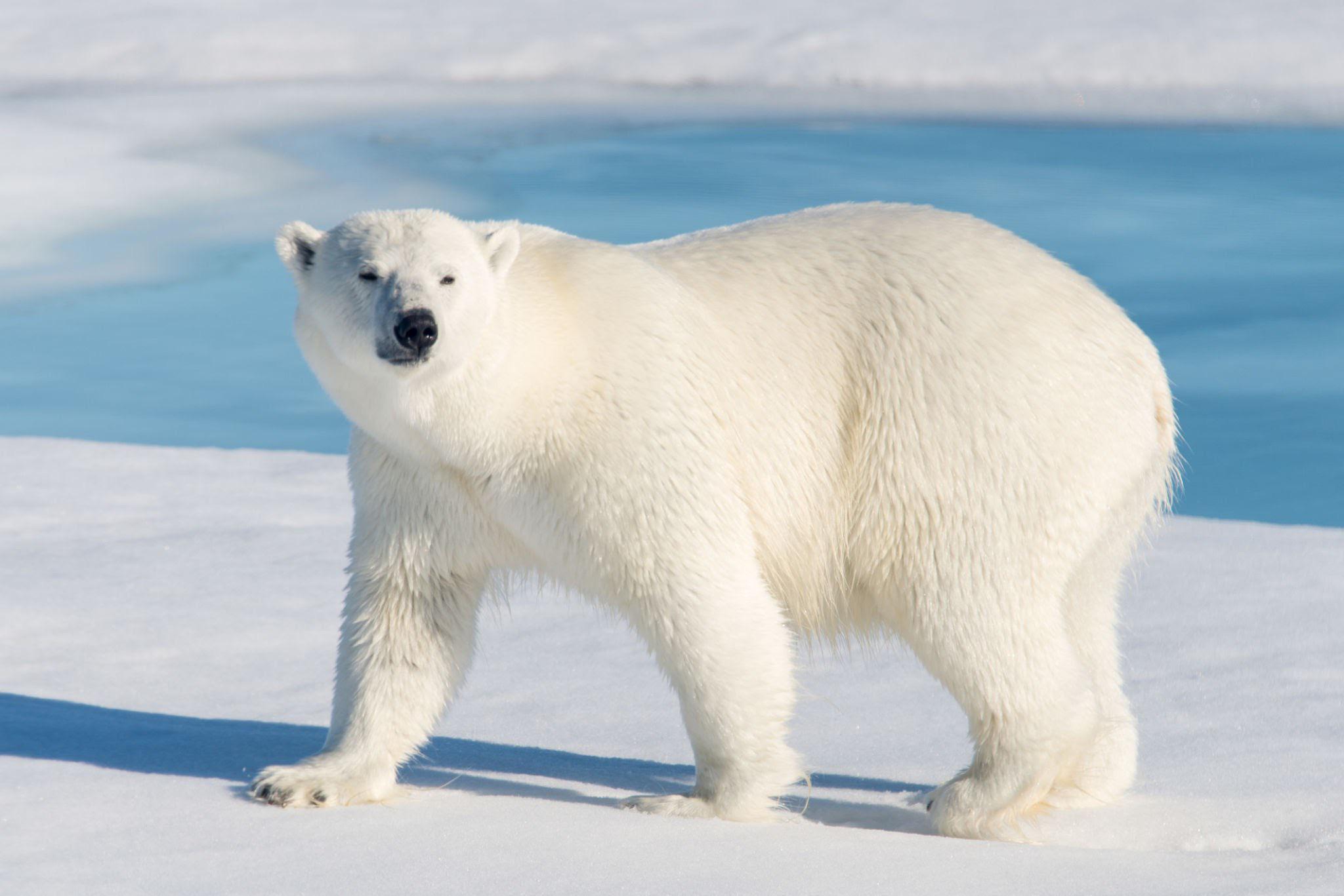 A polar bear stands on snow near a patch of open blue water, looking slightly to the side with its body facing forward. The scene is bright and surrounded by icy, snowy terrain.