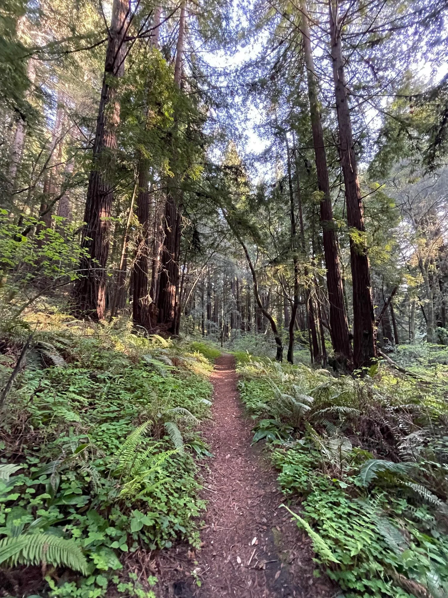 A dirt trail winds through a lush, green forest with tall trees and dense ferns, sunlight streaming through the branches overhead.