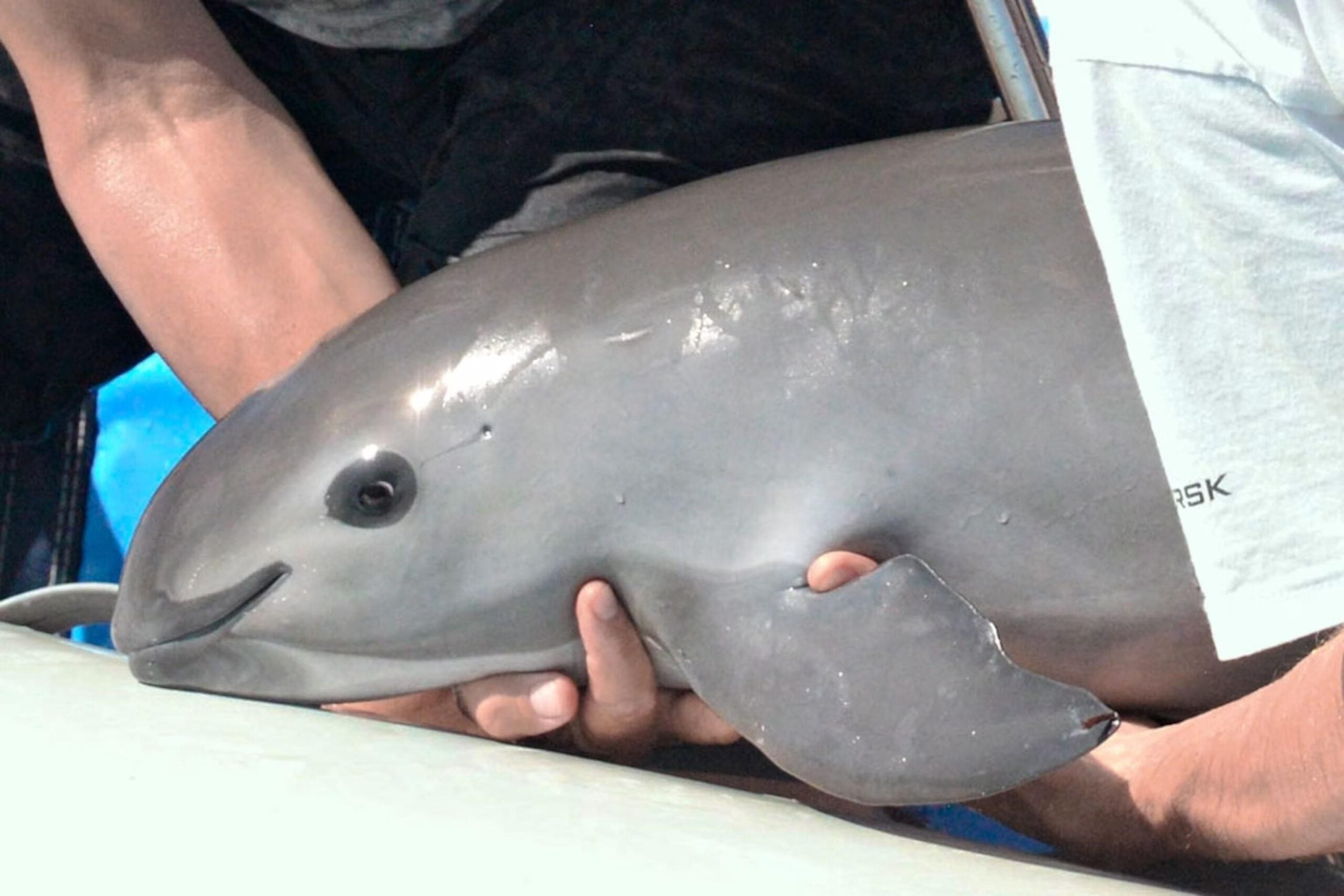 A person gently holds a small vaquita, a rare marine mammal, near the water’s surface. The vaquita has smooth grey skin, a rounded head, and dark eyes.