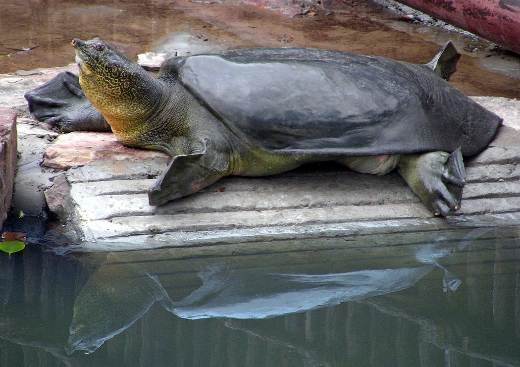 A large softshell turtle rests on a stone ledge at the edge of a pond, its reflection visible in the water below. Its long neck is stretched upwards and its leathery shell is dark greenish-brown.
