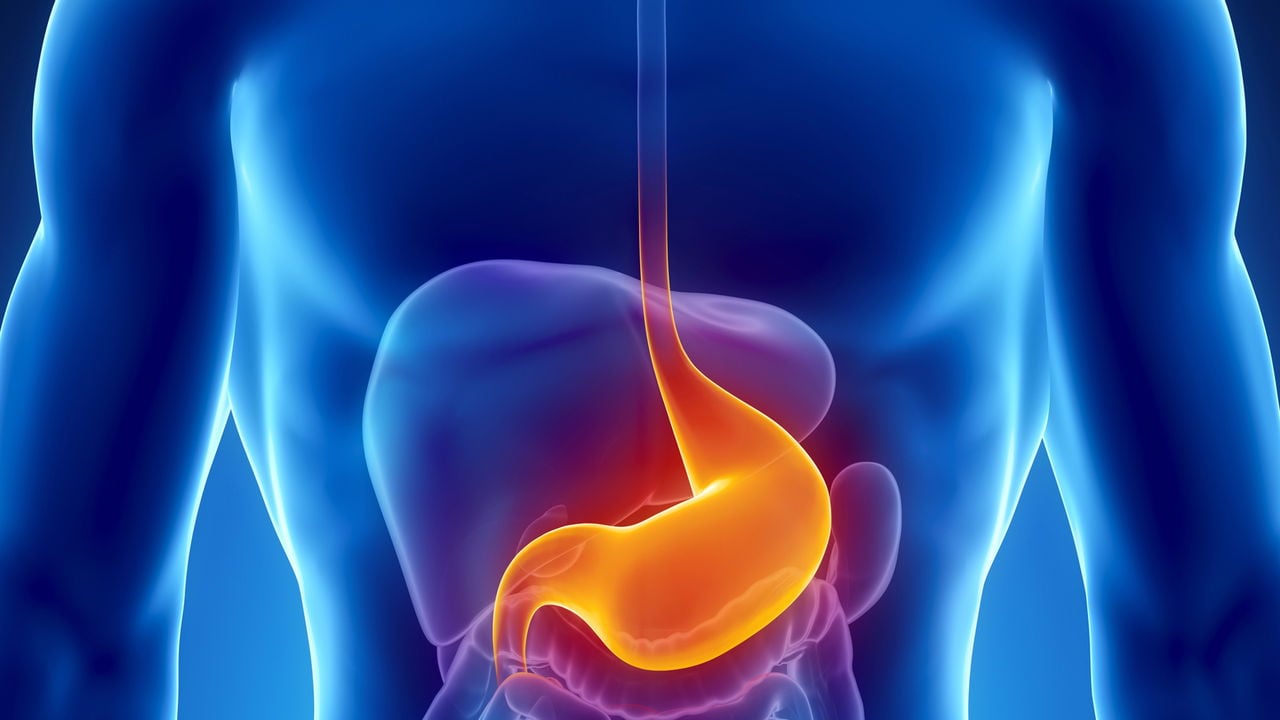 Digital illustration of a human torso highlighting the stomach and a section of the esophagus in orange, indicating focus on the digestive system, with surrounding organs shown in blue tones.