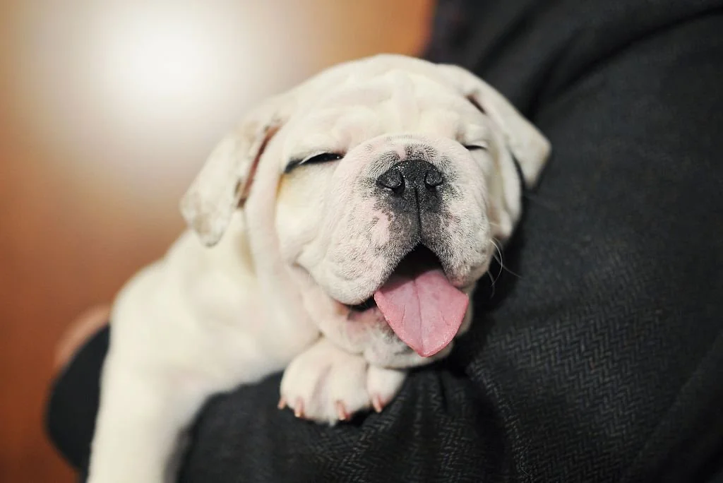 A white bulldog puppy with its eyes closed and tongue sticking out rests comfortably in someone's arm, looking content and relaxed.