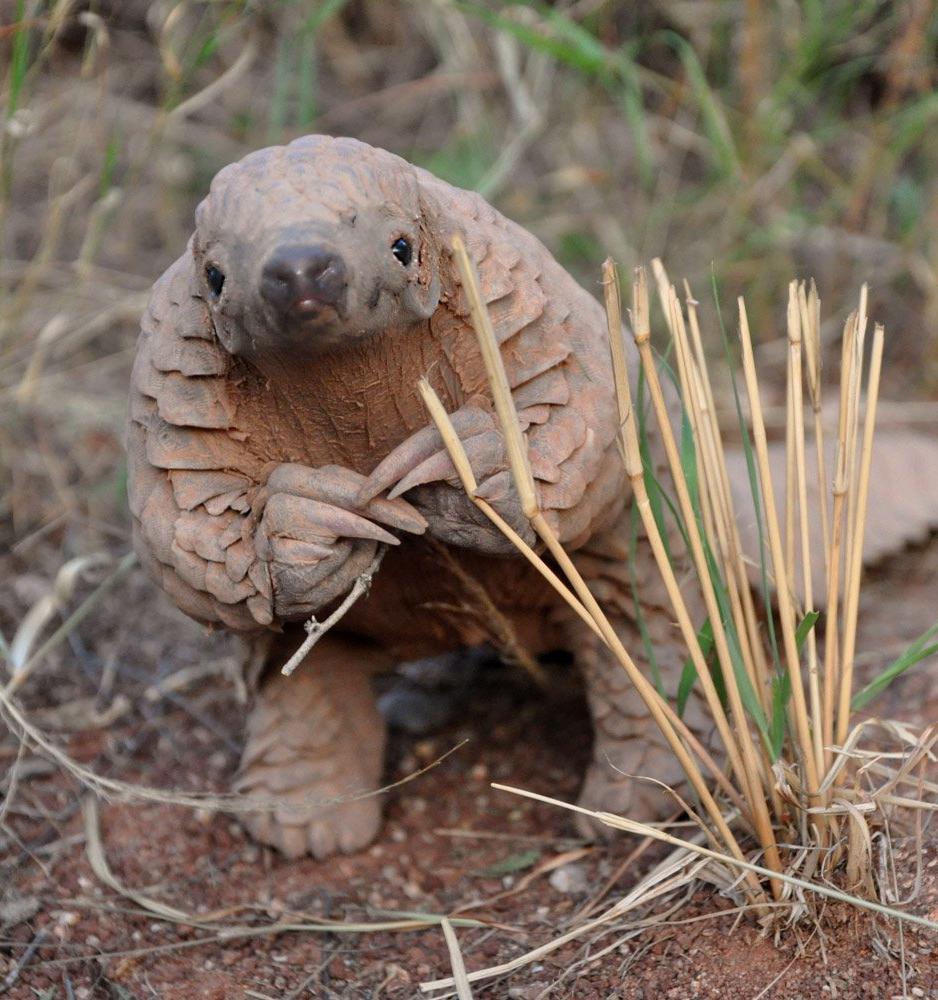A pangolin stands upright on the ground, holding its front claws together near some dry grass, with its scales and long tail visible.