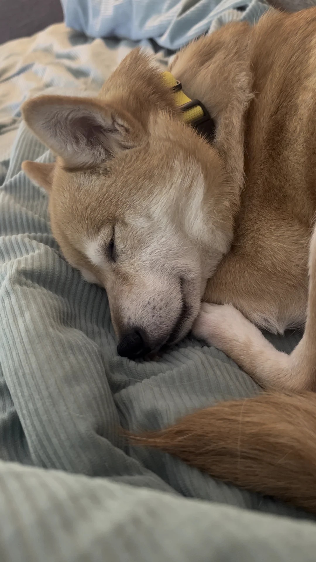 A tan Shiba Inu dog is curled up and sleeping peacefully on a soft, light green blanket, with its eyes closed and head resting gently on the fabric.