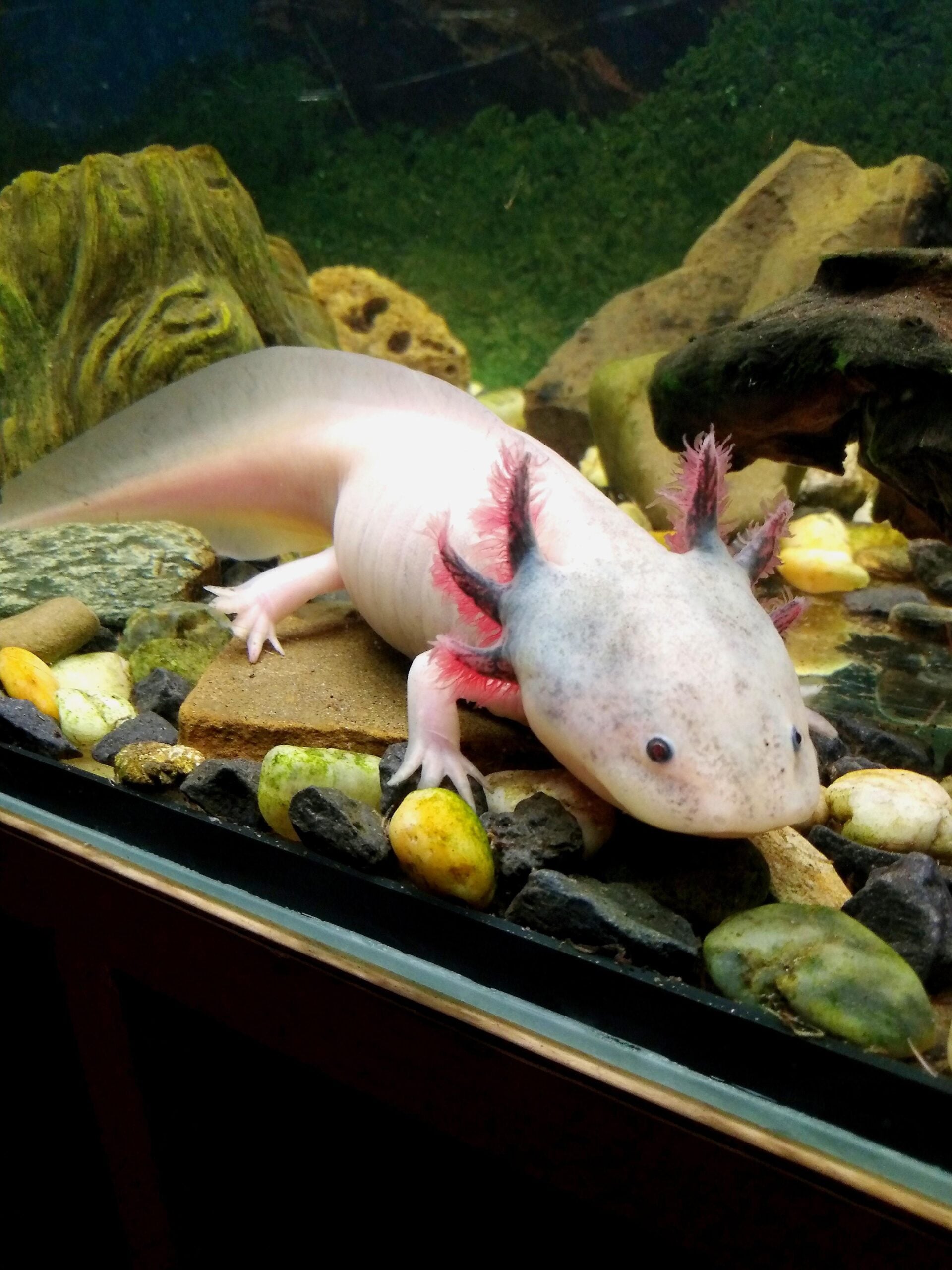 A pale pink axolotl with feathery pink gills is resting on rocks and pebbles at the bottom of an aquarium, with green aquatic plants and driftwood in the background.