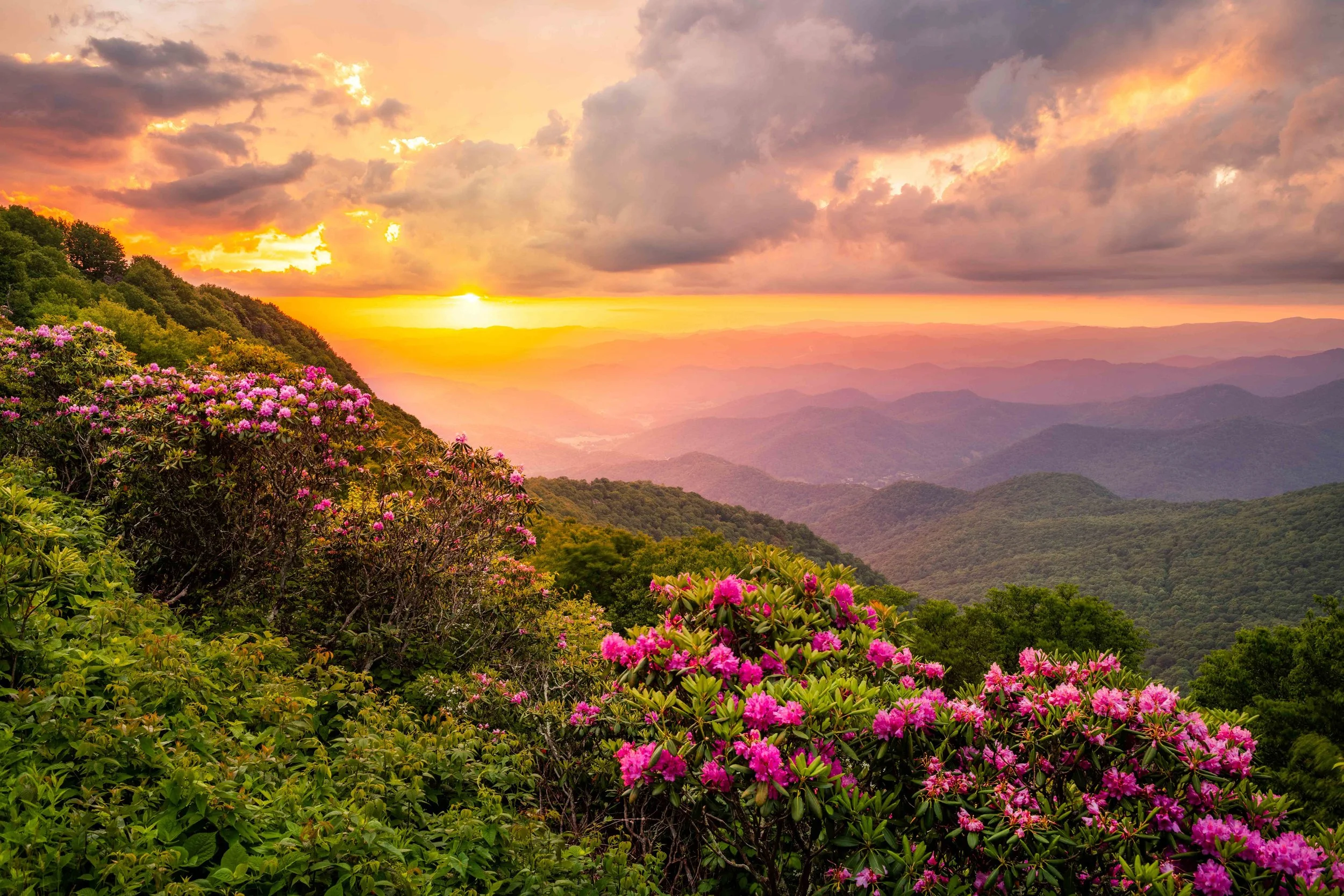 Sunset over rolling mountains with vibrant pink rhododendrons blooming in the foreground, lush green hills, and dramatic clouds illuminated by golden sunlight in the sky.