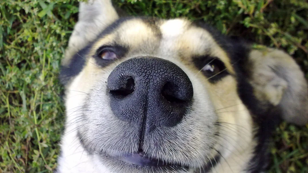 Close-up of a dog's face lying on green grass, showing its black nose in the center, furry snout, and brown eyes. The dog appears relaxed and has a gentle, content expression.