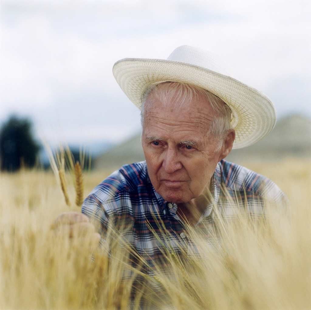 An elderly man in a straw hat and plaid shirt examines wheat in a golden field on a cloudy day.