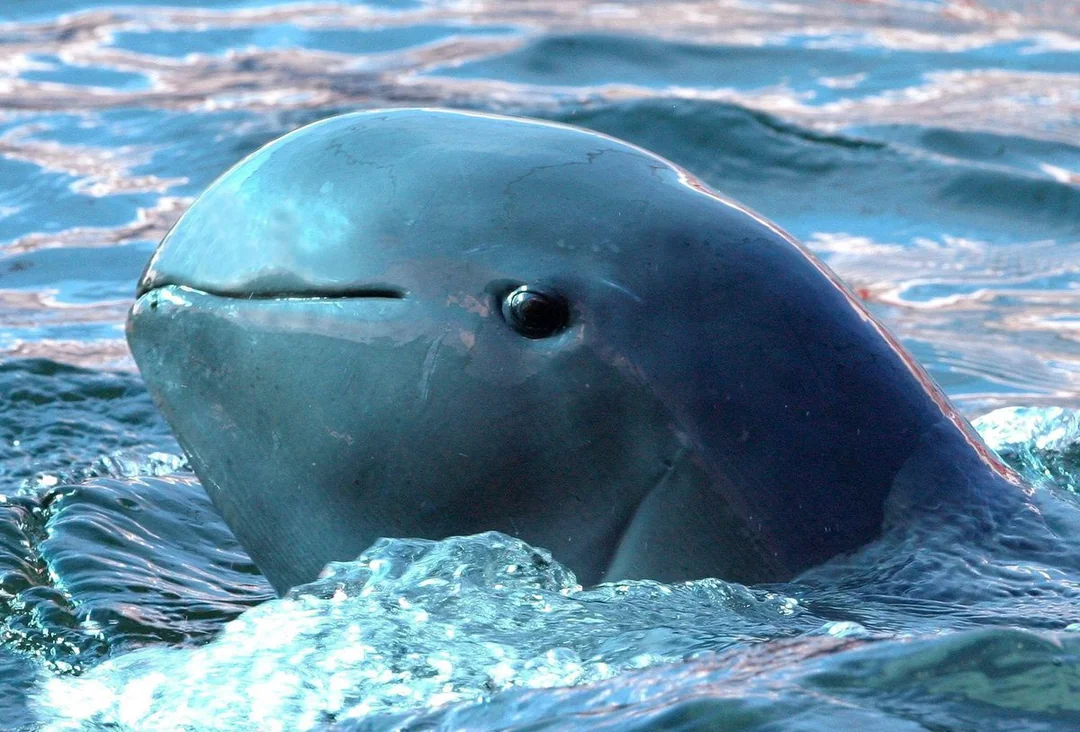 A close-up of an Irrawaddy dolphin’s head emerging from the water, showing its smooth, rounded forehead and small mouth, with rippling blue water in the background.