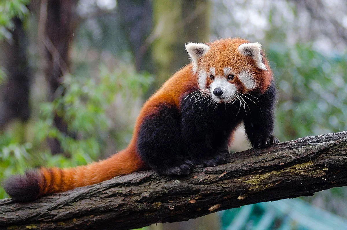 A red panda with reddish-brown fur, a bushy striped tail, and white facial markings stands on a tree branch in a forested area.