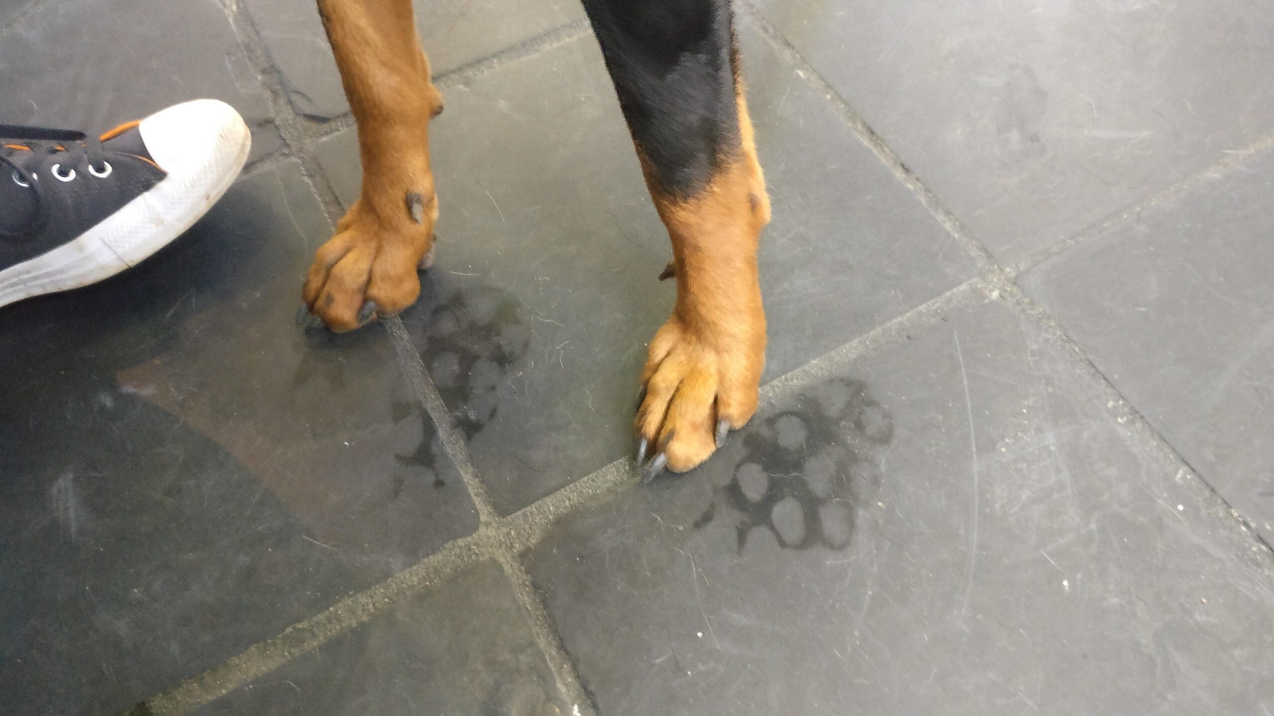 A dog's front legs and paws standing on a tiled floor, with wet paw prints visible on the tiles. Part of a person's shoe is seen on the left side of the image.