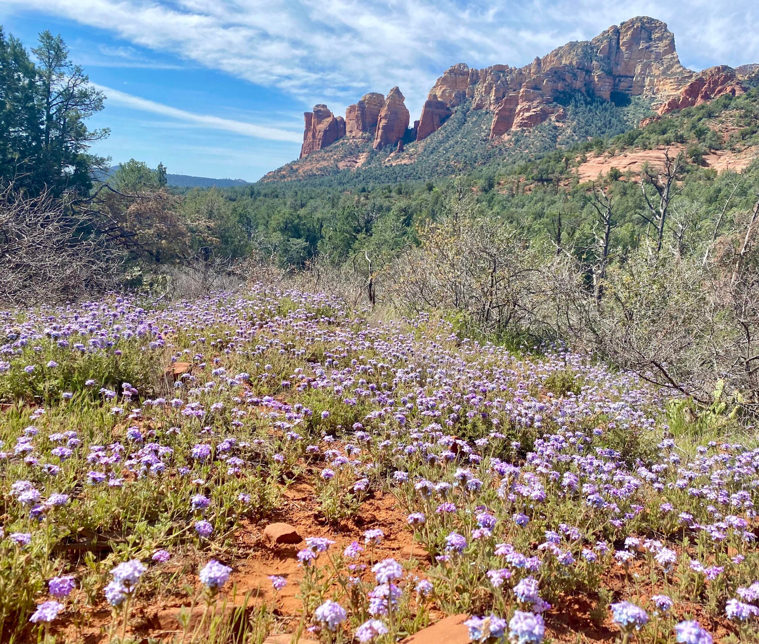 A field of purple wildflowers covers red soil, with green trees and shrubs in the background. Striking red rock formations rise under a blue sky with wispy clouds.