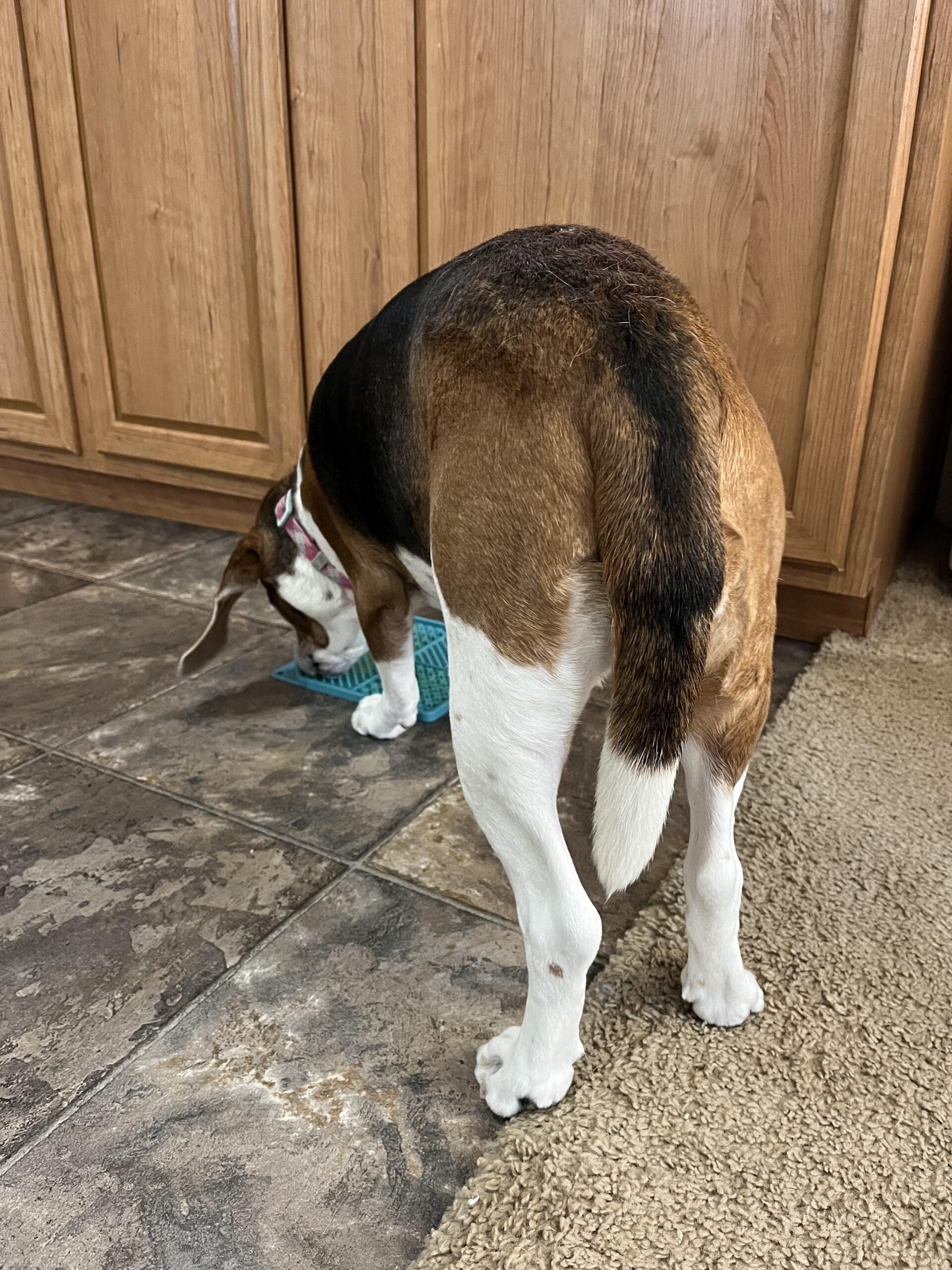 A brown, black, and white dog with a collar is standing on a tiled floor, eating from a blue bowl near wooden cabinets. Part of a beige carpet is visible nearby.