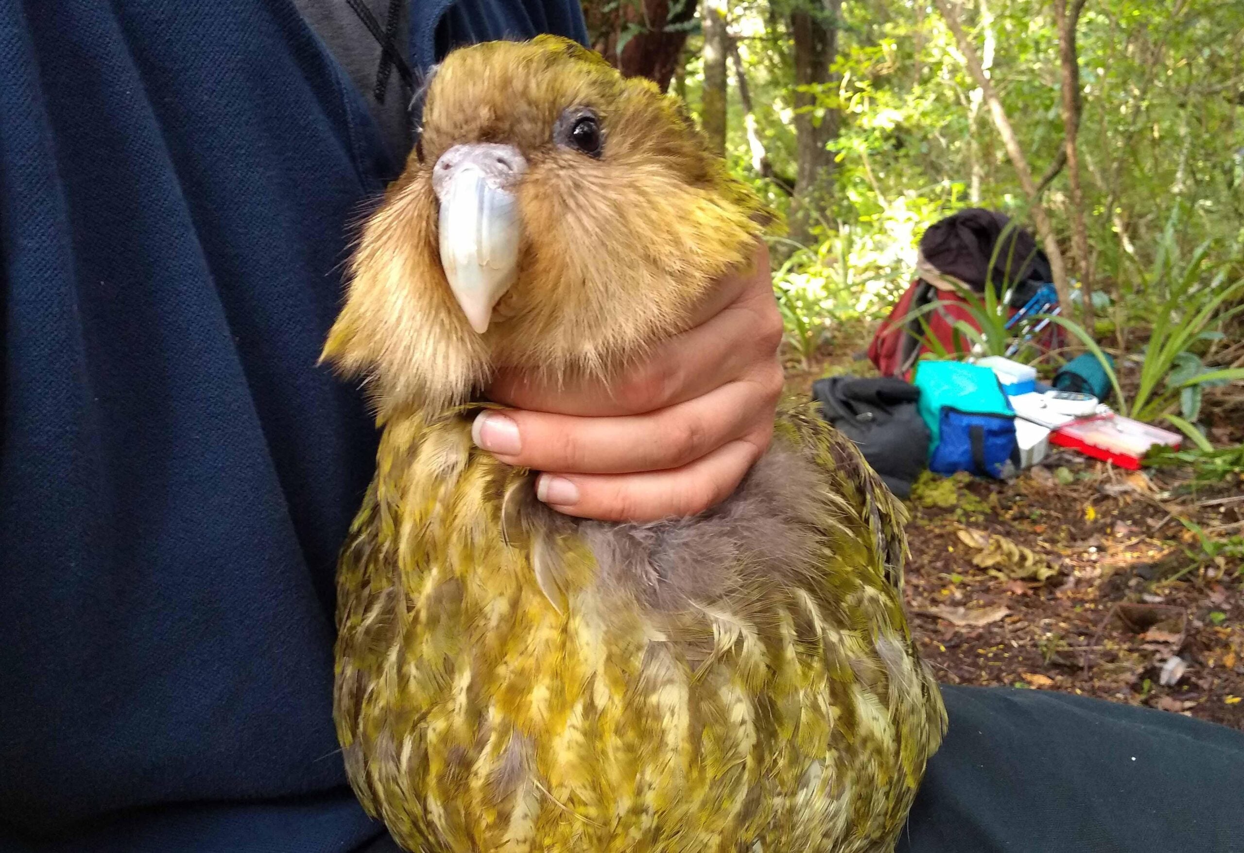 A person gently holds a large, green, flightless parrot with mottled feathers and a pale beak in a forested area, with camping gear visible on the ground in the background.