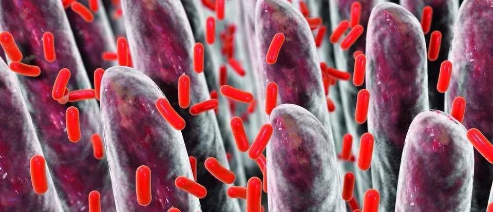 Illustration showing close-up view of intestinal villi with numerous red rod-shaped bacteria interacting with the surface, representing gut microbiome activity.