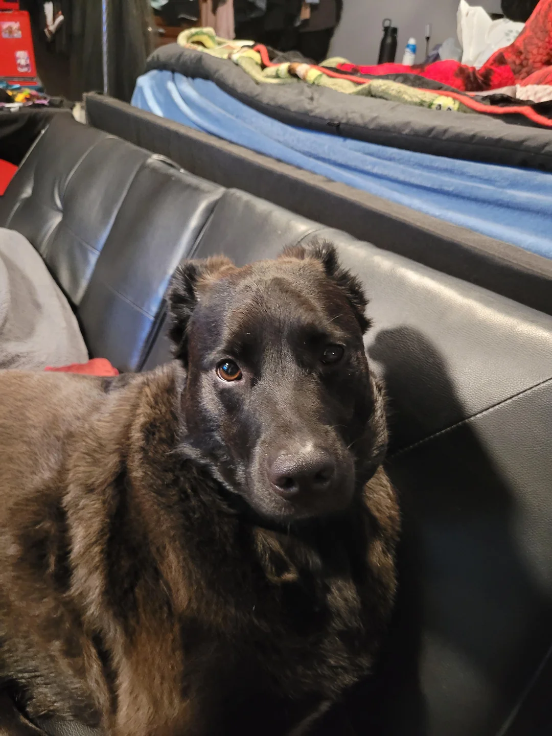 A dark-furred dog with pointy ears is lying on a black leather couch, looking directly at the camera. Blankets and various items can be seen in the background.