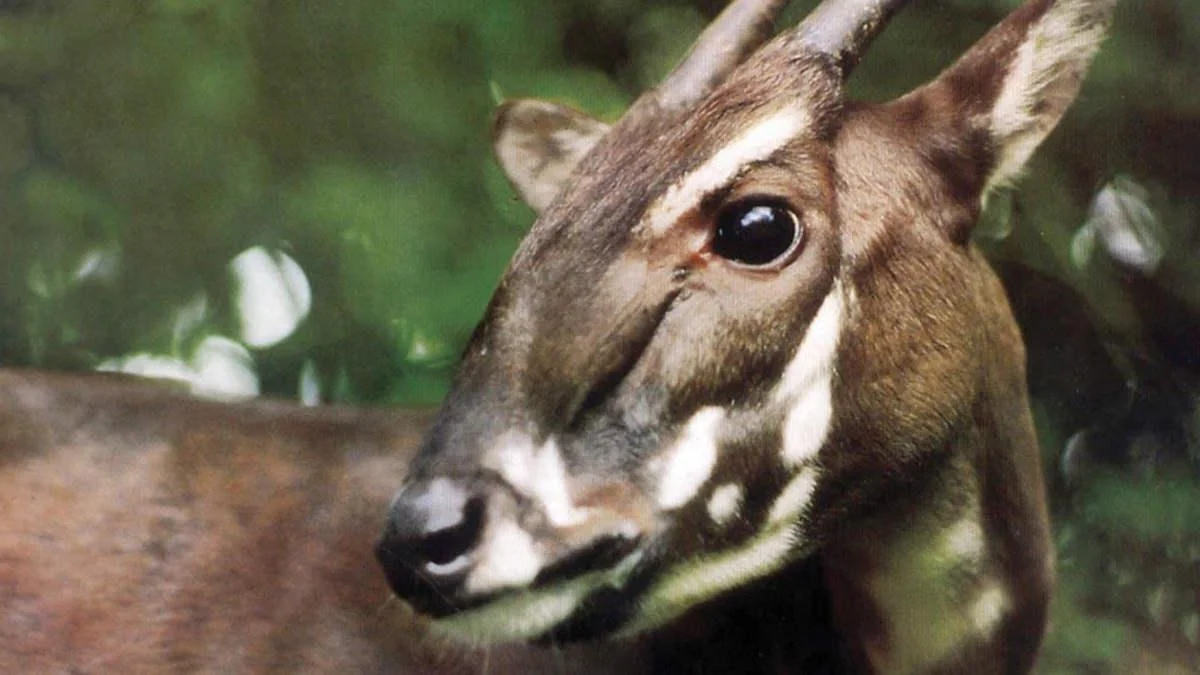 A close-up of a saola, a rare forest-dwelling mammal with long, straight horns, dark brown fur, and distinctive white facial markings, standing against a blurred green background.