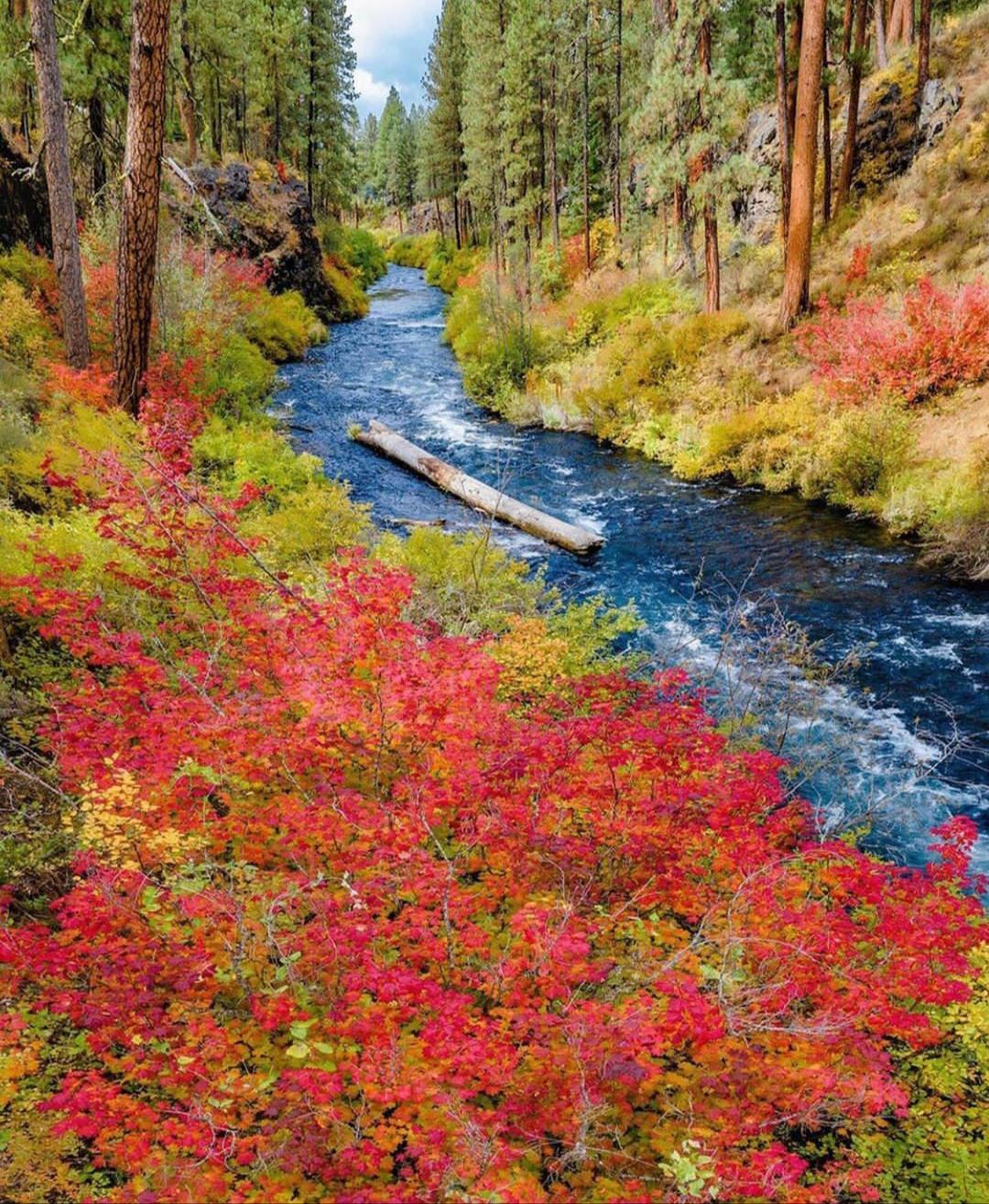 A vibrant forest scene with a river flowing through lush green trees and colorful bushes, featuring bright red and orange foliage in the foreground and a fallen log in the water.